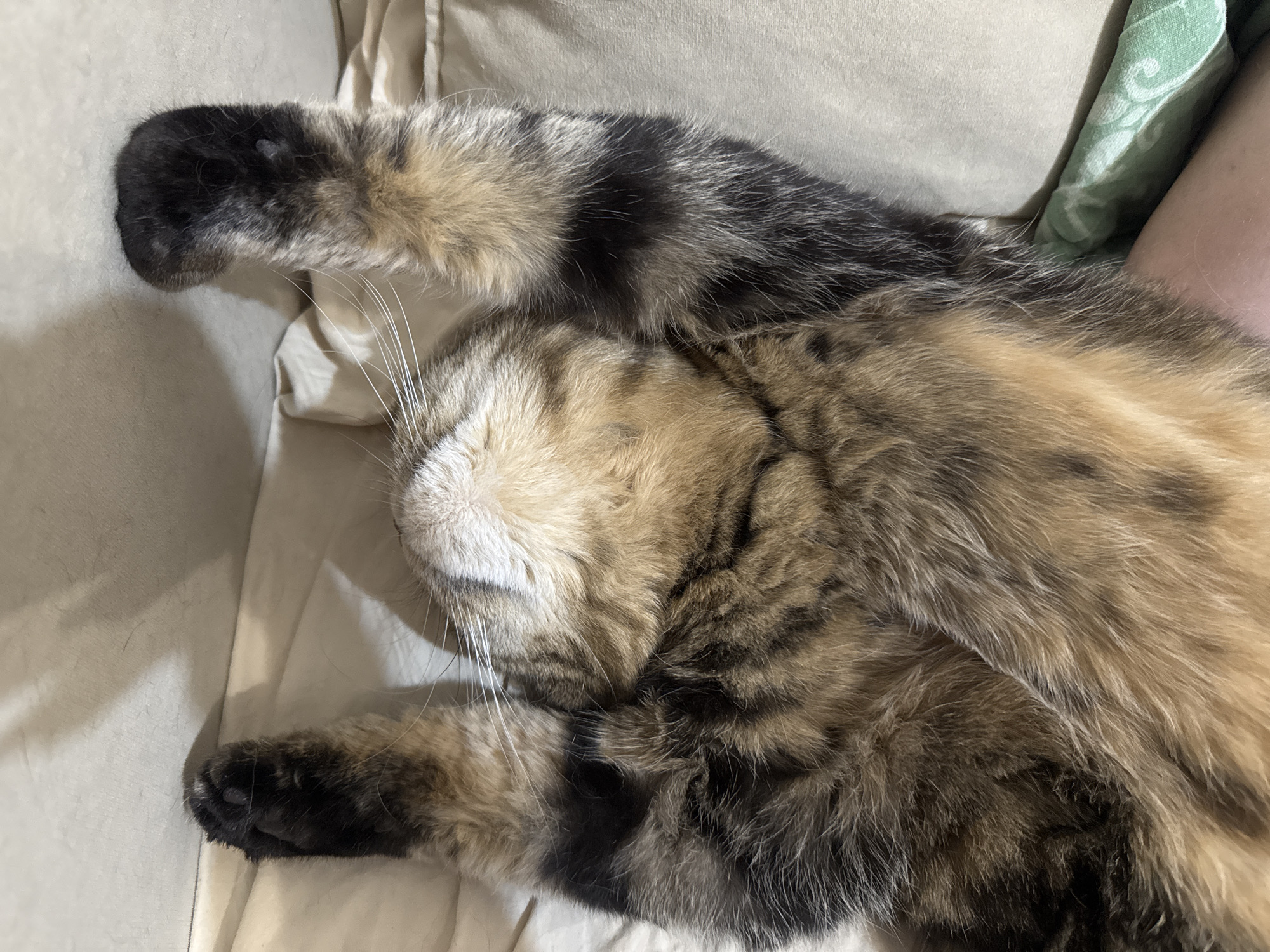 An overhead, close-up shot shows the underside of a tabby cat resting on a light-colored, textured surface. The cat is lying on its back with its front paws extended upwards. The fur exhibits a pattern of black, brown, and tan stripes and patches. The cat's head is not fully visible, but its face appears to be turned away from the camera. The background is a soft, out-of-focus light beige material, possibly a blanket or sofa. A corner of a green patterned fabric peeks out from the bottom right of the frame. This image was captured in Mikhaylovsk, Russia.