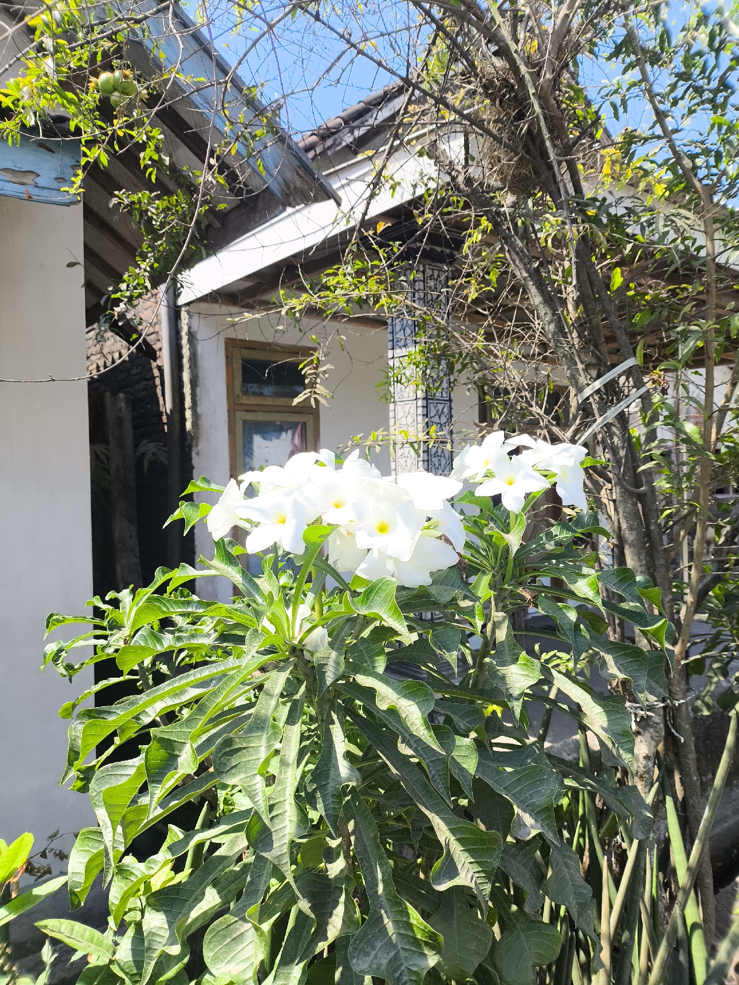 In Grati, Indonesia, a close-up shot captures a cluster of white plumeria flowers in full bloom, their petals tinged with yellow at the center. The flowers are set against a backdrop of lush green foliage. Behind the flowers, the weathered facade of a house is visible, with a wooden window and part of a roof. A tree with bare branches and some green leaves extends into the frame from the right, its rough bark indicating age. The sky above is a clear, bright blue, suggesting a sunny day. The scene conveys a sense of tropical tranquility and the beauty of nature juxtaposed with a simple dwelling.