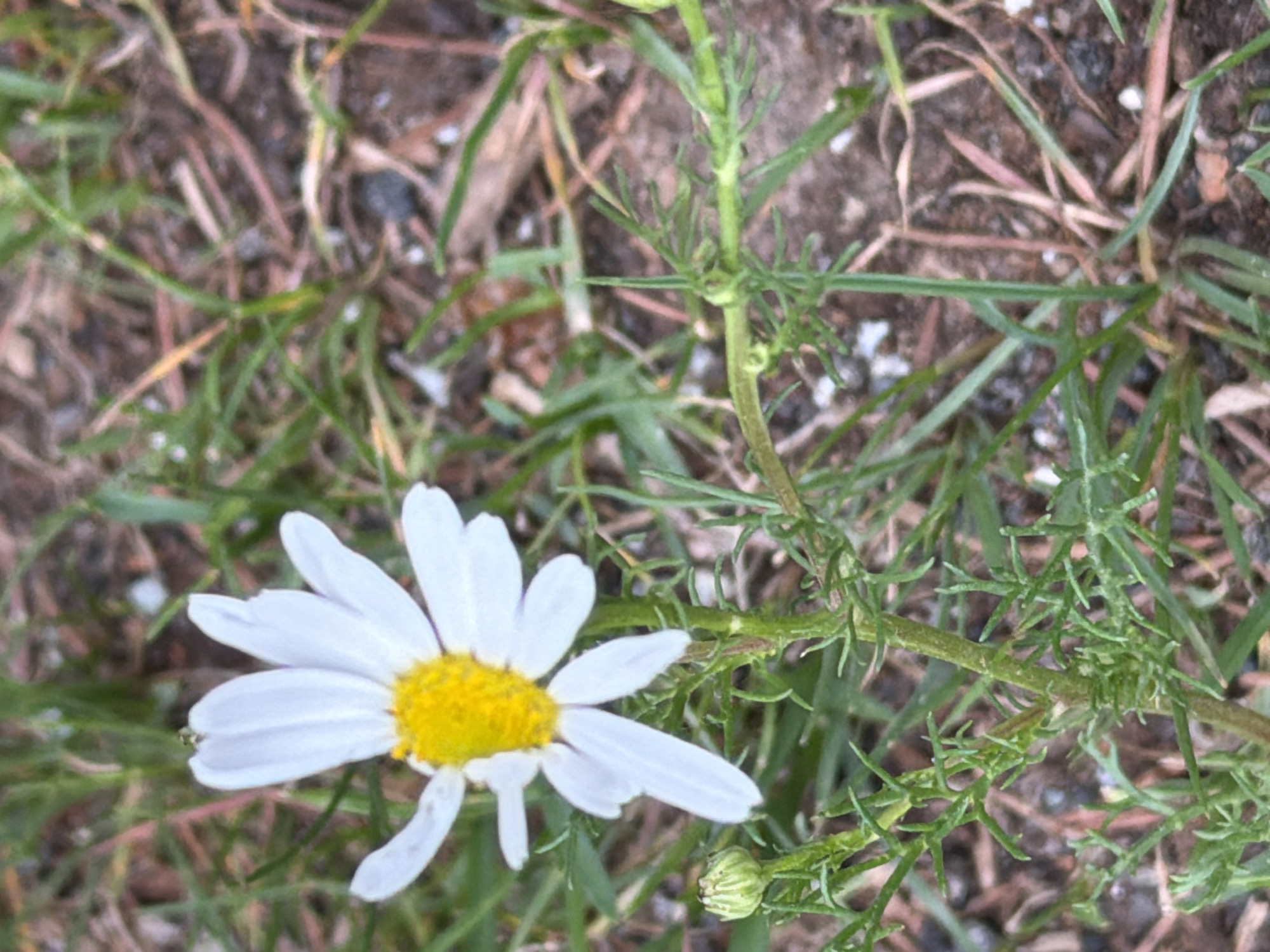 The image depicts a close-up view of a single white daisy with a yellow center, blooming amongst dry grass and soil. A small, unopened flower bud is visible to the left of the main flower. The background consists of dry, brown grass, and the ground appears to be a mixture of soil and small stones. The lighting suggests it is daytime, but overcast conditions are likely due to the soft shadows. The scene is outdoors and appears to be a natural or semi-natural environment. The location is identified as the city of Perm, Russia. No people or animals are present in the image.