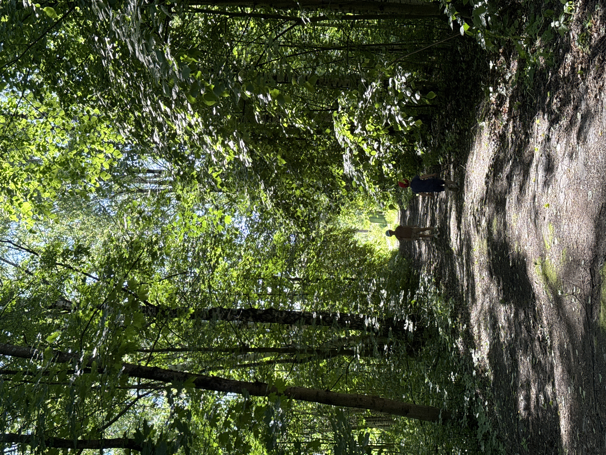 The image captures a sunlit dirt path through a dense deciduous forest within the city of Unknown, Unknown. Two individuals, appearing to be children, are depicted from behind, walking away from the viewer down the center of the path. The individual on the left wears a light-colored, possibly striped shirt, light-colored shorts, and a light-toned cap. The individual on the right wears a dark blue top, dark shorts, and a red cap. The path itself is unpaved, composed of dirt and scattered with dried leaves, exhibiting patches of moss and sparse vegetation. Strong, natural sunlight penetrates the tree canopy, creating bright highlights on the vibrant green leaves of the surrounding trees and casting prominent, irregular shadows across the path and forest floor. Dense foliage and tree trunks, including several birch trees identifiable by their bark, line both sides of the path, forming a natural tunnel that opens into a brighter area in the distance.