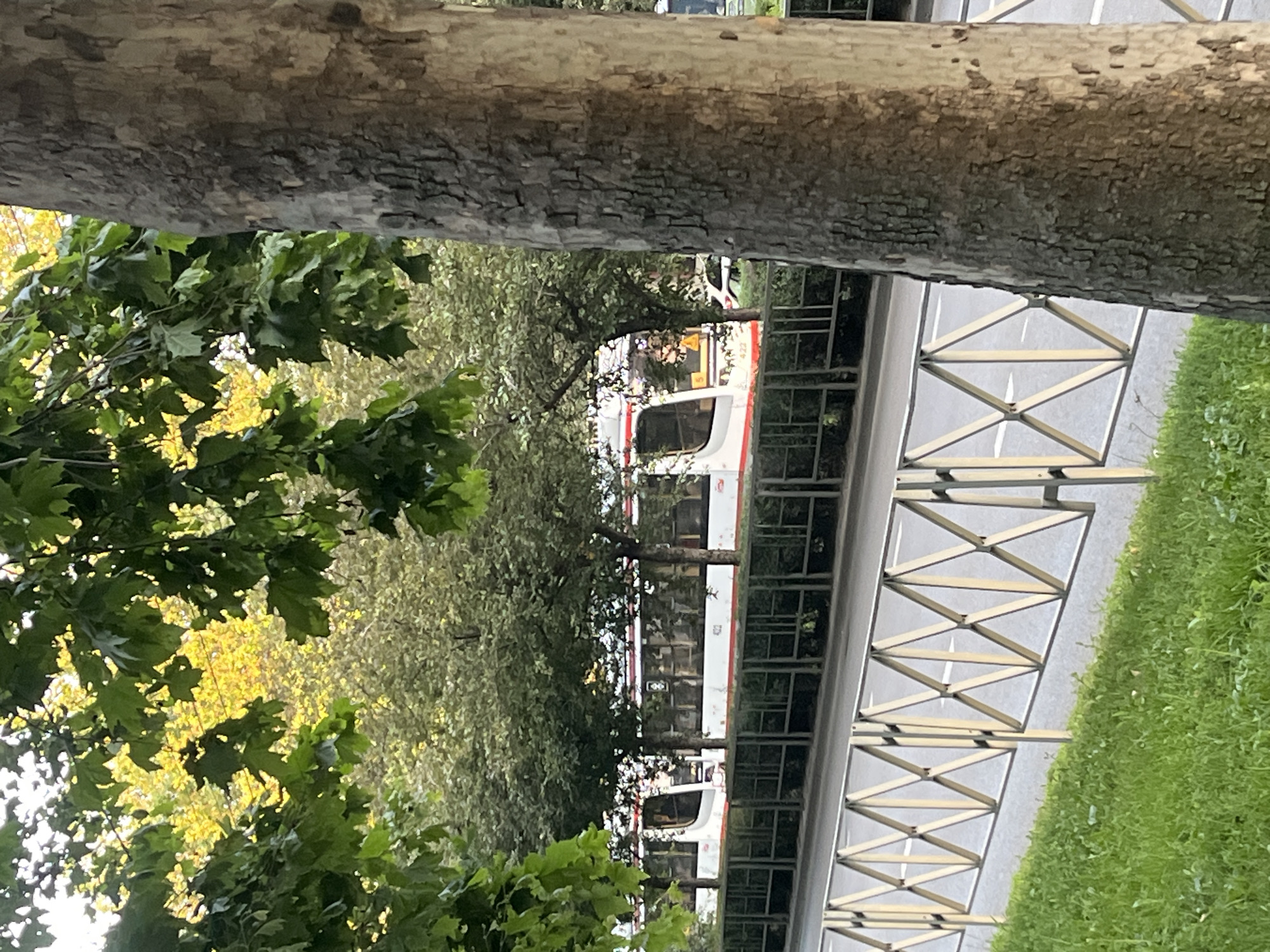 A white tram with red accents travels along a track in an urban environment. The tram is partially obscured by lush green foliage hanging from trees in the foreground and middle ground. Behind the tram, a line of trees with green and yellowing leaves forms a backdrop. A metal fence with a diamond pattern separates the grassy area from the road where the tram is operating. A large tree trunk with textured bark occupies the right side of the frame, further obscuring the view. The scene suggests a sunny day, with sunlight filtering through the leaves. There are no people visible.