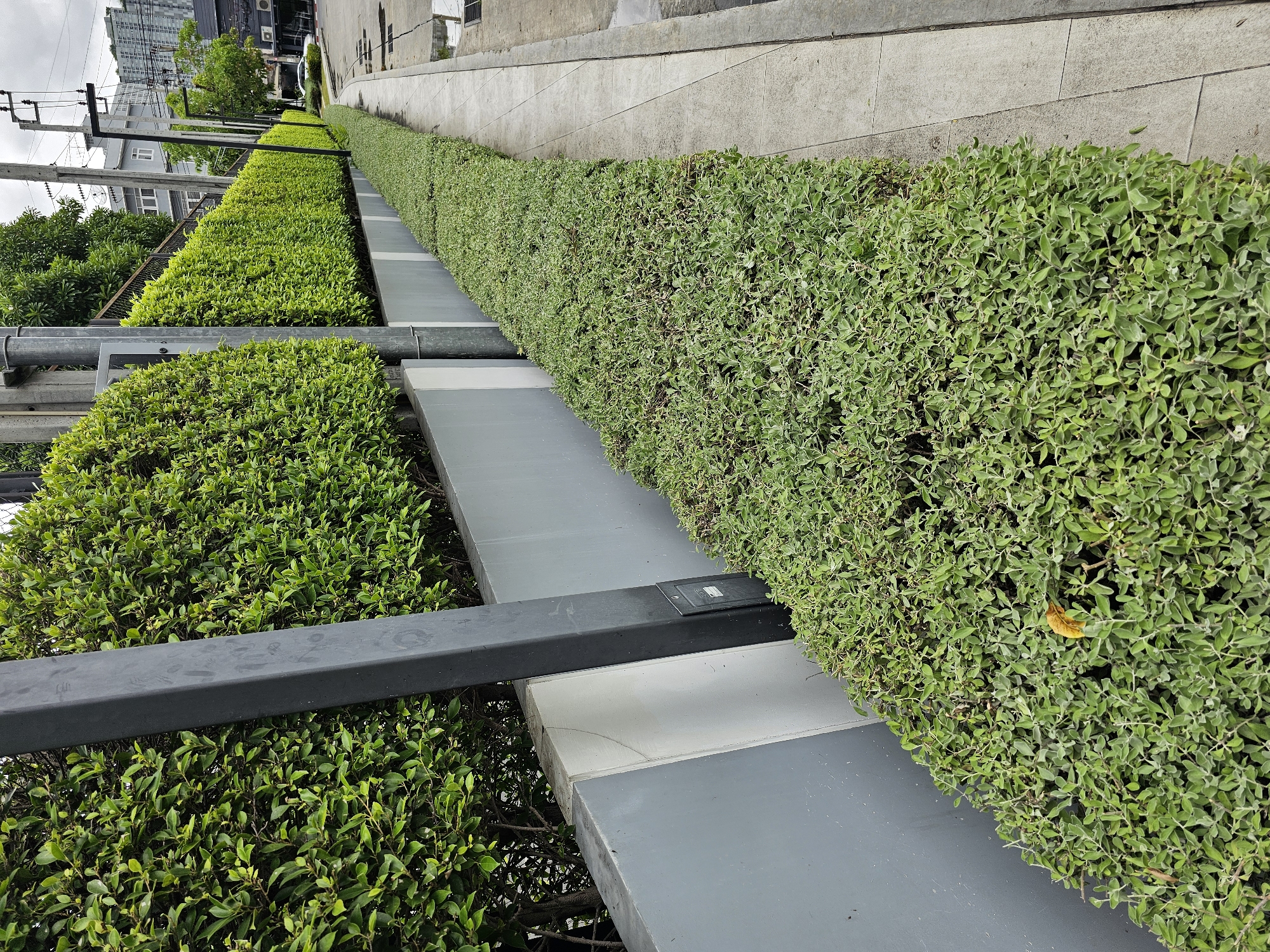 The image shows a neatly trimmed, low green hedge lining a concrete sidewalk. Behind the hedge is a grey concrete wall with vertical white accents, and further back, a taller green hedge forms a boundary. A dark grey metal post stands in front of the wall, integrated with a gray planter box. The scene is set in an urban environment, likely in Bangkok, Thailand, with buildings, power lines, and a street visible in the background. The sky is overcast.