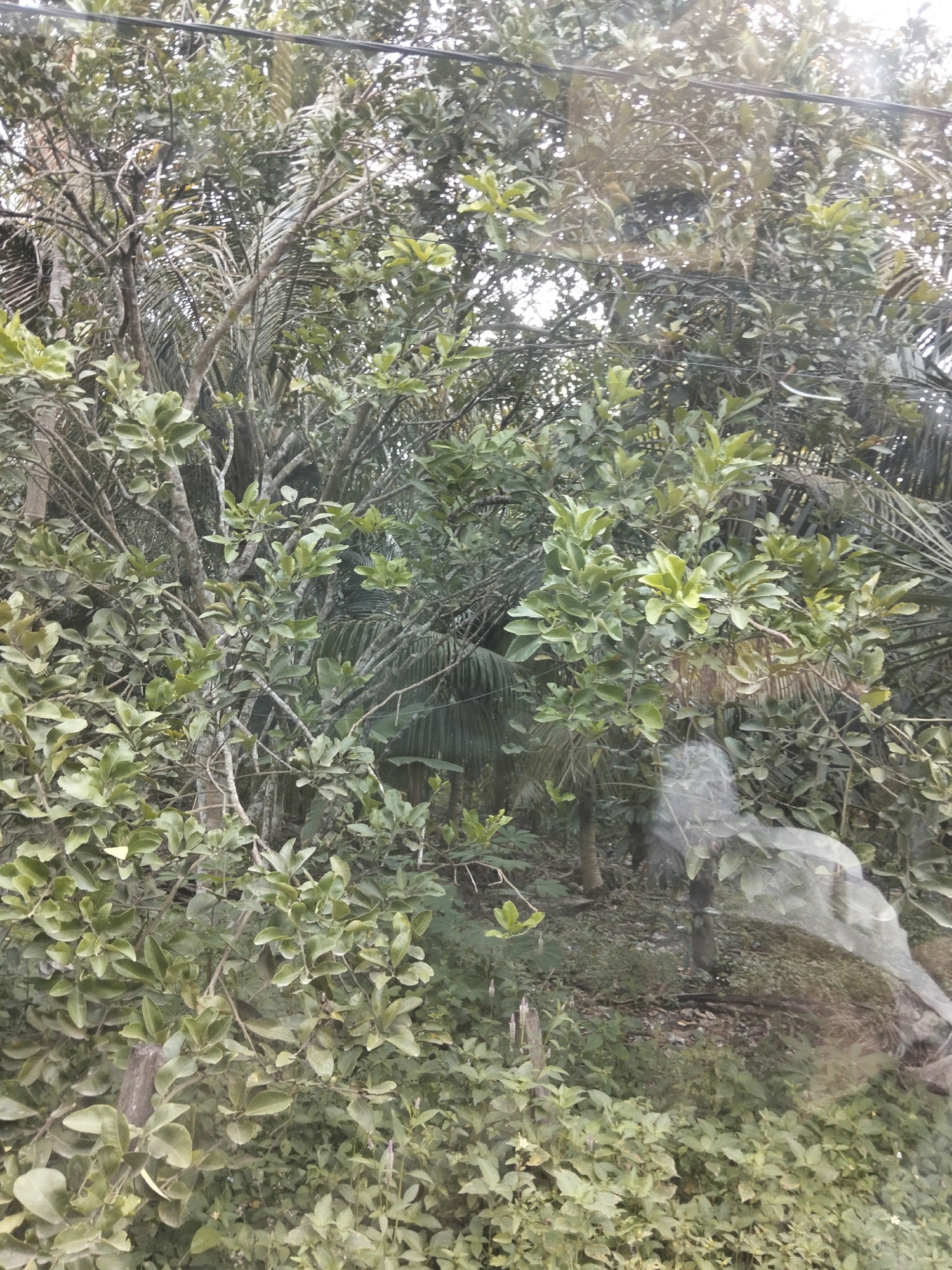 The image shows a dense, green canopy of trees and foliage, with branches and leaves filling the frame. Some of the leaves are light green and appear to be new growth, while others are darker and more mature. There are thin, dark lines, possibly wires, running horizontally across the upper portion of the image, suggesting the presence of electrical or communication infrastructure. The background is obscured by the vegetation, but hints of darker greenery and possibly palm fronds can be seen. In the lower right quadrant of the image, a semi-transparent, ghostly reflection is visible, overlaying the natural scene. This reflection is abstract and does not clearly depict any specific objects or figures. The overall impression is one of lush, untamed nature, possibly within a rural or semi-rural area of Awegeutahpaya, Indonesia, where such overgrowth and overhead lines are common.