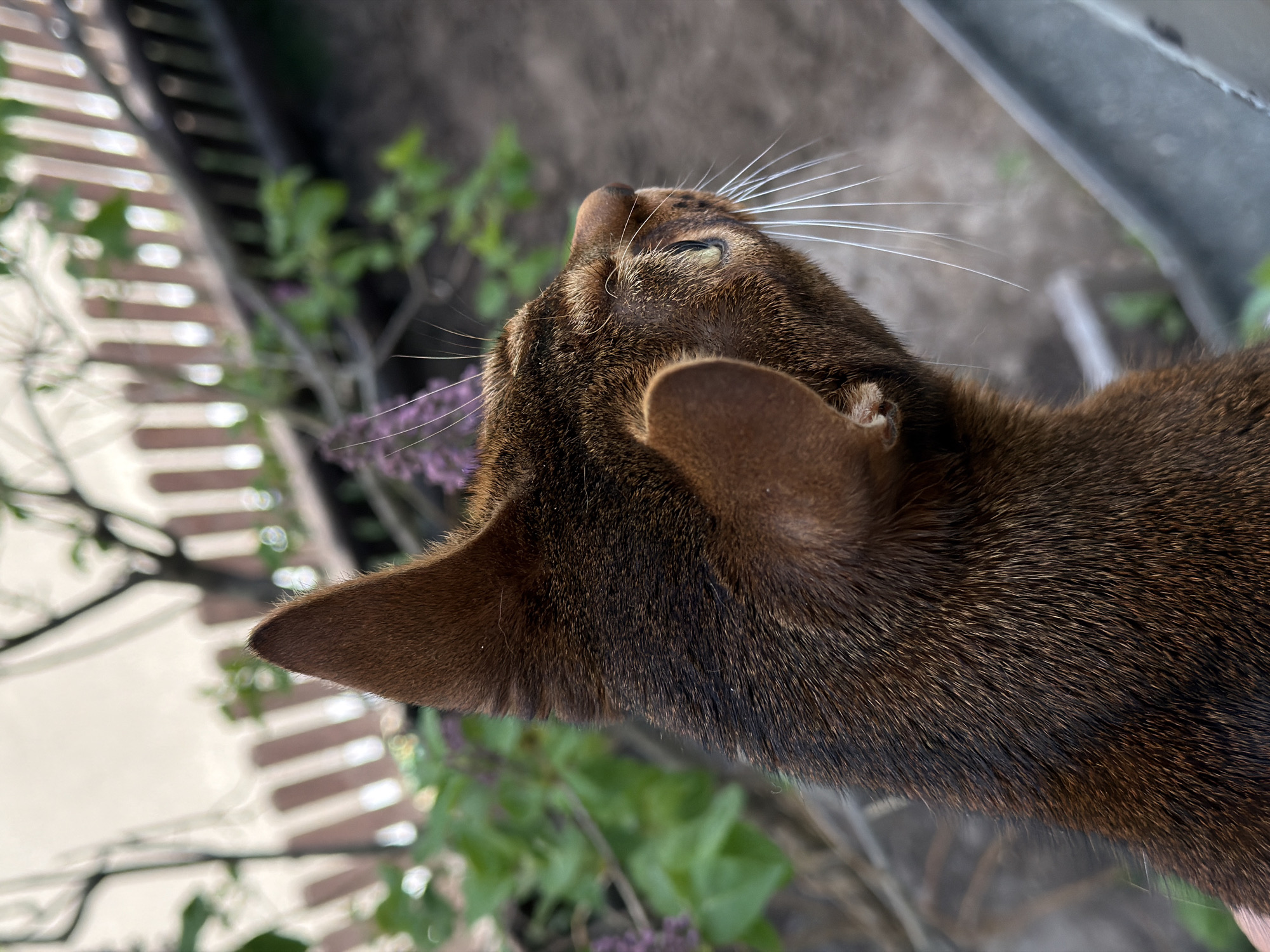 The image shows a close-up, angled view of the head and shoulder of a ruddy Abyssinian cat. The cat's head is tilted upwards, and its eyes are partially closed. Its fur is a warm brown color with darker ticking. It has prominent whiskers and triangular ears. The background includes blurred elements of a building facade with horizontal white and brown slats, green foliage, and a metal railing. There is no confirmed information that the image was taken in Kazan, Russia.