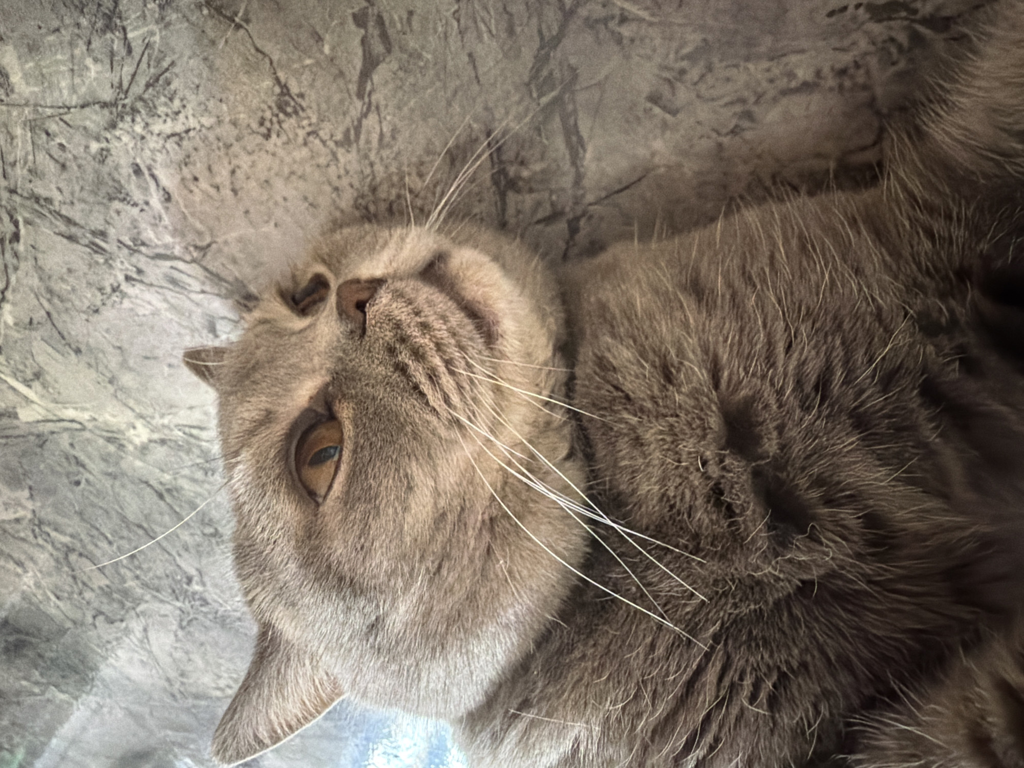 A close-up shot features a grey domestic cat, likely a British Shorthair, with dense, short fur. The cat is positioned horizontally across the frame, lying on its side on a textured surface. Its head is tilted upwards towards the top of the image, and it gazes calmly with a warm amber eye towards the upper right. Prominent long, white whiskers fan out from its muzzle. The cat's nose is visible, along with parts of its right ear peeking from behind its head. The background consists of a mottled grey surface with a marbled or abstract pattern, suggesting an indoor setting. The overall mood conveyed is one of relaxation. There is no visible text in the image. The location context for this scene is Perm, Russia. The time of day and specific weather conditions are not discernible.