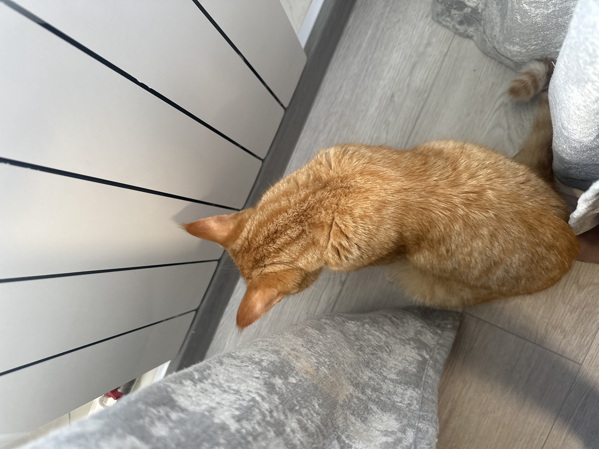 A top-down, medium shot shows the back of an orange tabby cat sitting on a light wood floor. The cat is facing away from the camera, with its head turned to its left. The cat's fur is visible along its back and hindquarters, with its tail curled slightly to its right. To the left of the cat is a large, grey, textured object, possibly a cushion or blanket. To the right of the cat, a sliver of a grey fabric object is visible at the bottom edge of the frame, and its tail rests on it. Behind the cat is a white, vertical surface with several thin, black, vertical lines. This surface appears to be a radiator. The scene is indoors, with the lighting suggesting an indoor environment.