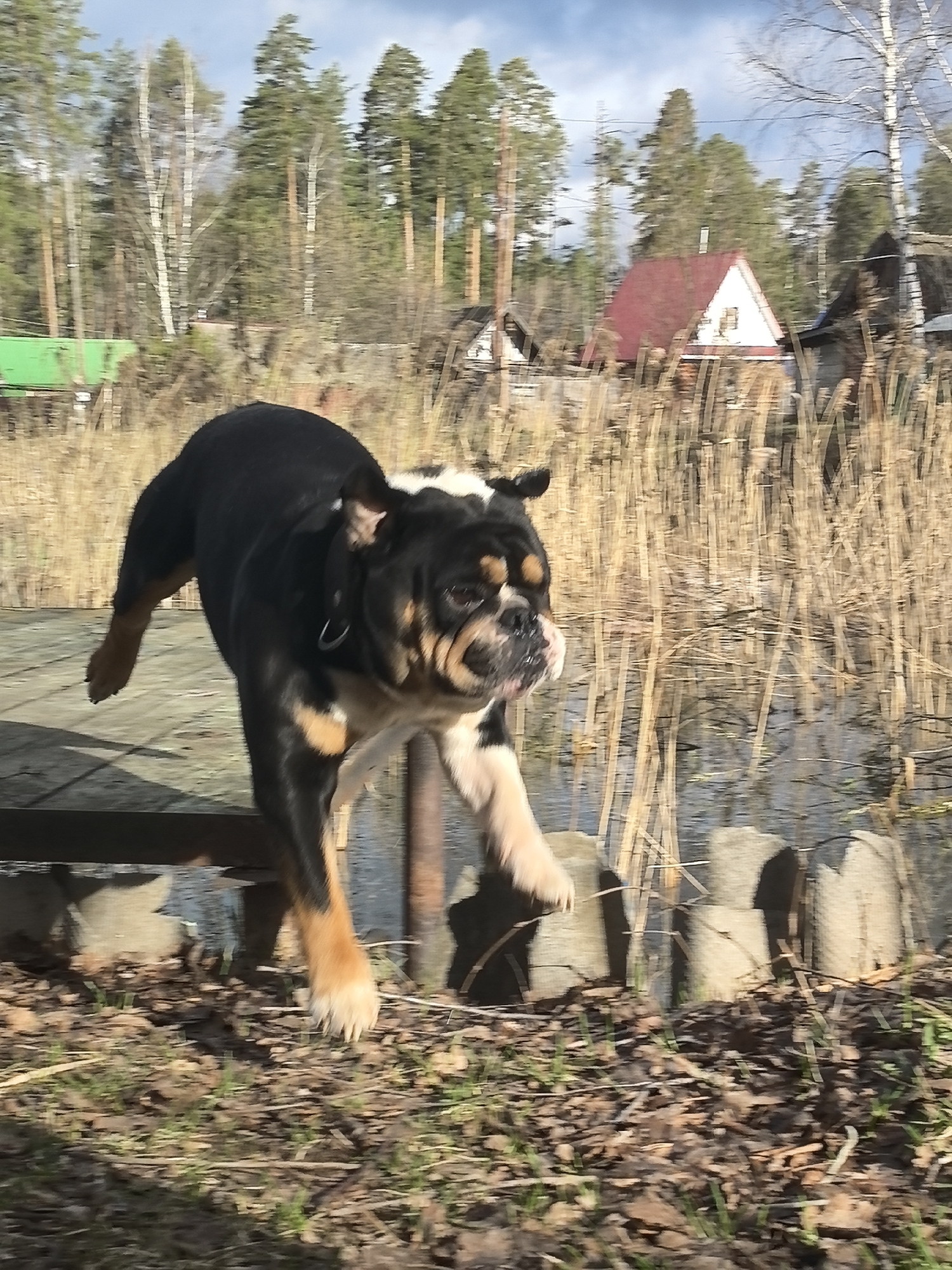 A black and tan bulldog, featuring white markings on its head, is captured mid-air as it jumps from a low wooden platform. The dog's body is in a dynamic, active pose, with its front legs extended and hind leg lifted, suggesting energetic movement. Slight motion blur is noticeable on its face and front legs, emphasizing the speed of its action.
The background reveals a serene, natural environment. A body of water, possibly a pond or lake, is visible behind a dense growth of dry reeds lining the water's edge. Beyond the reeds, a mix of tall pine and slender birch trees stretches upwards towards a partly cloudy sky. Several houses are visible on the distant shore, including one with a distinctive red roof and white gables. The ground beneath the dog is a mix of fallen leaves and sparse patches of new green grass. Concrete blocks are visible supporting the wooden platform near the water.
The scene takes place during the daytime, under natural light from a partly cloudy sky. The dry reeds and ground cover of fallen leaves with nascent green growth suggest the season is either early spring or late autumn. The overall atmosphere conveys a moment of lively canine play in a tranquil, rustic setting in Noviy, Russia. There is no visible text in the image.