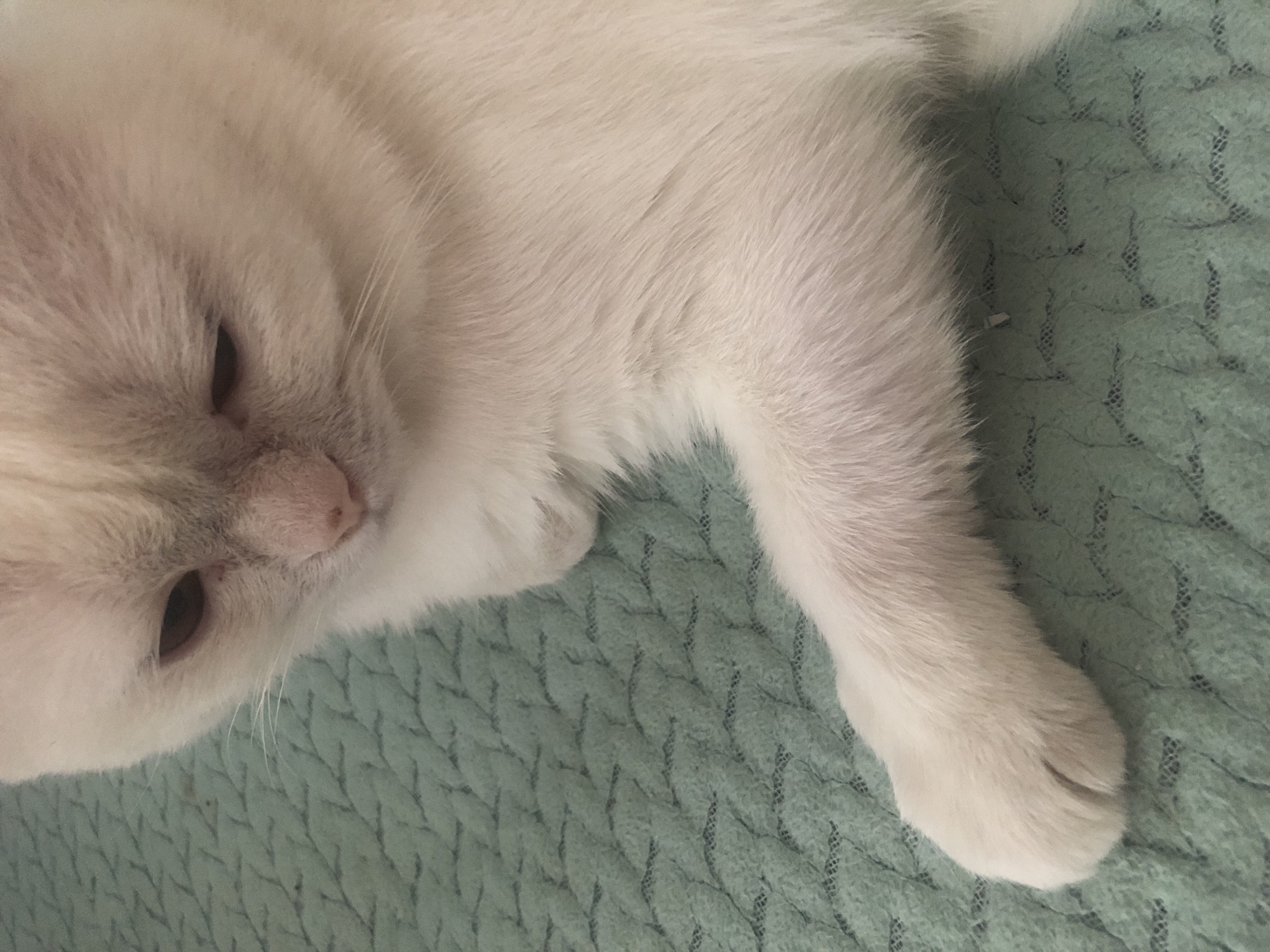 A close-up, overhead shot captures a white cat resting on a textured, teal surface. The cat's fur is a soft, creamy white, with hints of pinkish tones on its ears and nose. Its eyes are closed, or nearly so, with the lids appearing slightly droopy, suggesting relaxation or sleep. A single pink nose with a slight sheen is visible, along with delicate white whiskers. The cat's front paw is extended, its white fur contrasting with the teal surface. The teal surface has a woven texture with a repeating diamond-like pattern. The lighting in the image is soft, creating a gentle ambiance. There is no visible text in the image.