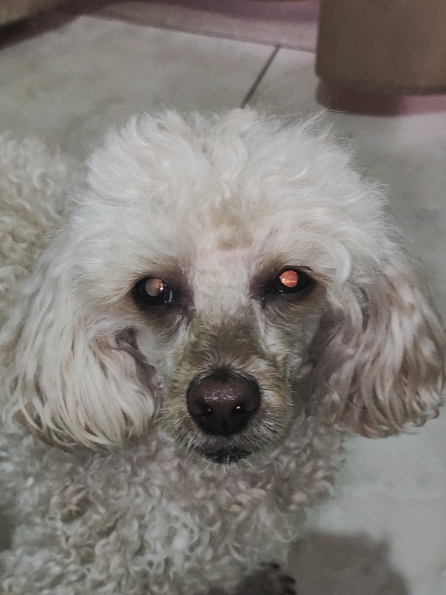 A close-up shot depicts a white poodle with a light brown nose, black lips, and eyes reflecting an orange hue. The background features a light-colored tiled floor, with a partially visible furniture leg in the upper right corner. The location is unknown.