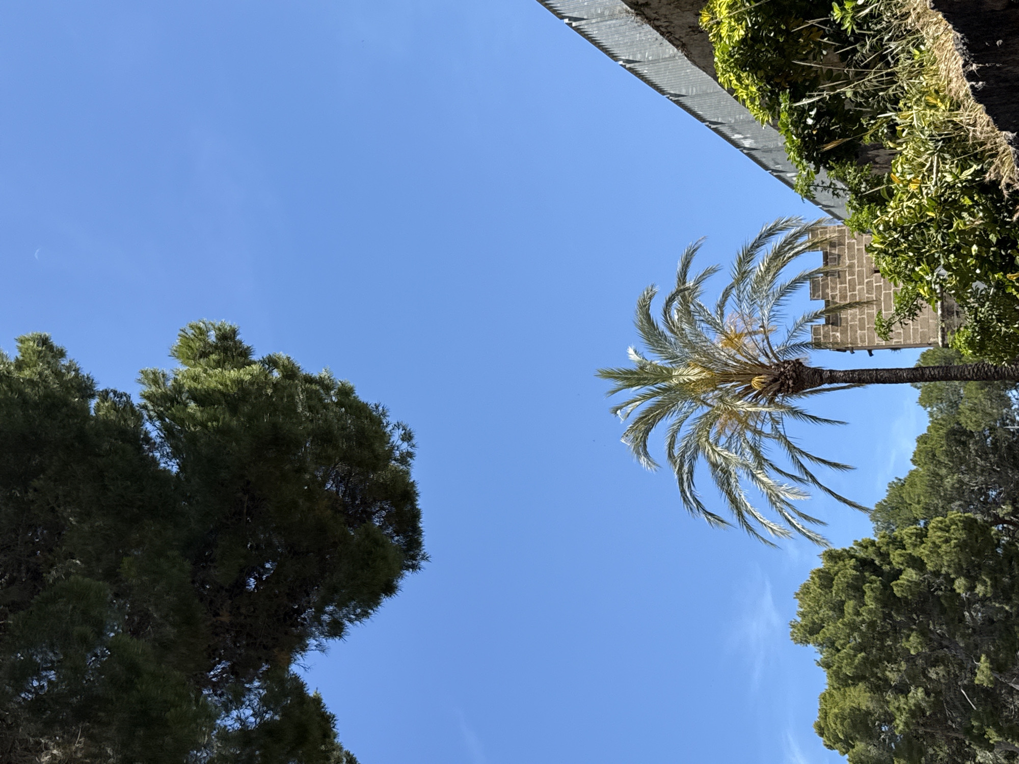 The image presents a view looking upwards towards a clear blue sky in Dénia, Spain. The scene is framed by various elements of the natural and built environment.
To the left, a dense, dark green tree fills the corner of the frame.
To the right, a palm tree stretches towards the center of the image. The palm's trunk is visible, as are its fronds, which appear slightly yellowed and dry. Above the palm tree, a portion of a brick structure or building is visible, partly obscured by vines and foliage. Above this, the top corner is occupied by a section of what appears to be a metal grate or similar structure, also covered with vegetation.
The orientation of the image suggests it was taken looking upwards at an angle.