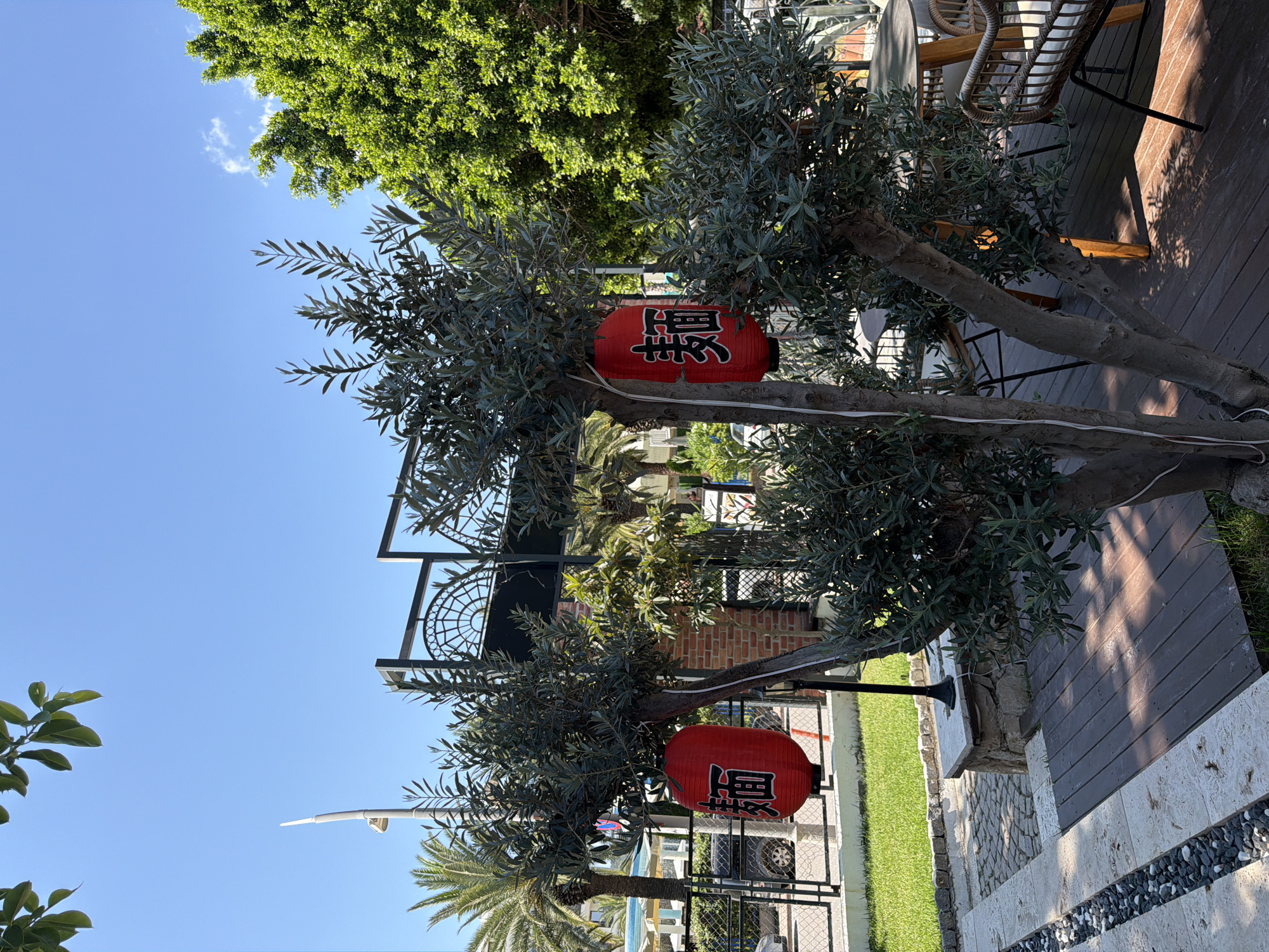 The image shows an outdoor seating area in Kemer, Turkey. In the foreground, an olive tree with sparse foliage is partially obscuring a wooden deck. Two red paper lanterns, each bearing Japanese characters, are hanging from the tree. To the left of the olive tree, a green lawn is visible, separated from a paved walkway by a low stone wall. Beyond the lawn, a black metal fence encloses a street scene with palm trees and buildings in the background. A street lamp is also visible in the distance. The sky is a clear, bright blue. In the mid-ground, tables and chairs are set up on the wooden deck, suggesting a restaurant or cafe setting.