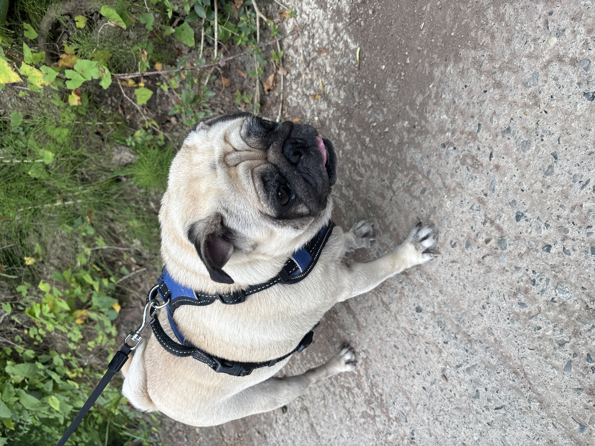 A pug is standing on a paved path, wearing a black and blue harness and a leash. The pug is light brown with black markings around its eyes and snout. Its tongue is slightly out. Behind the pug, there is vegetation with green leaves and some dry branches on the ground. The scene appears to be outdoors in a natural setting. The image does not contain any information to suggest a location in the city of Sochi, Russia.