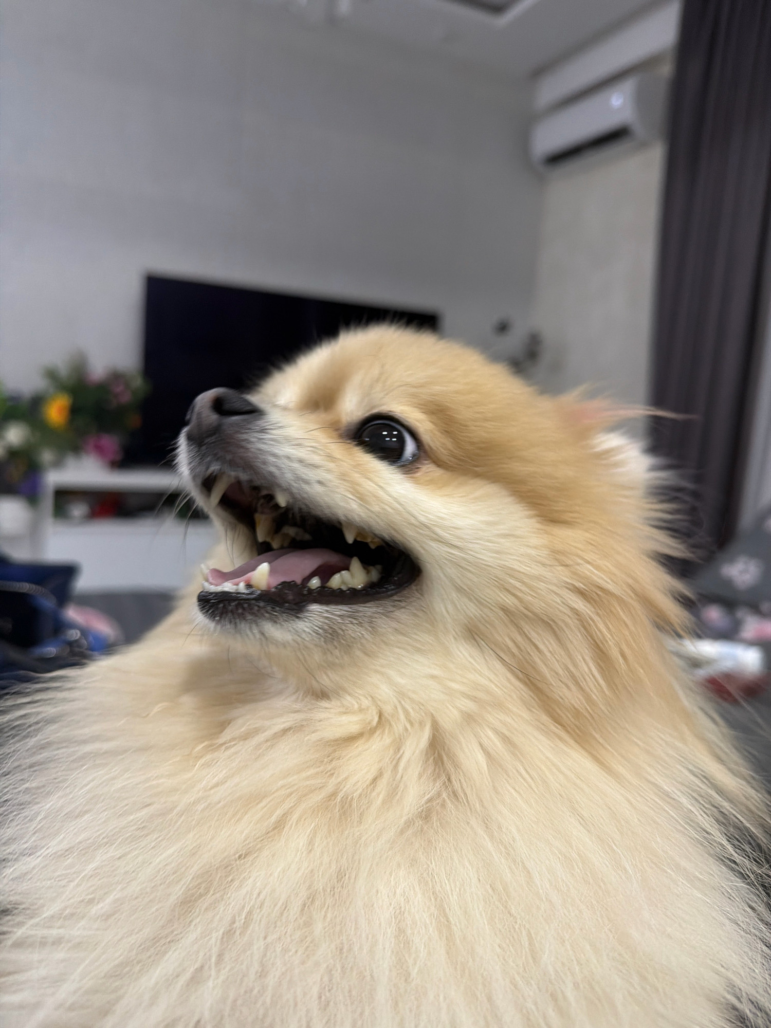 A close-up, low-angle, portrait of a Pomeranian dog in Tbilisi, Georgia. The dog, predominantly cream-colored with some lighter orange hues, is captured with its mouth open, revealing its teeth and pink tongue. Its dark eyes are wide and alert, and its fur appears fluffy. The background is blurred, showing a domestic setting with what appears to be a television screen and an air conditioning unit mounted on a light-colored wall. A dark grey curtain is visible on the right side of the frame. The lighting suggests an indoor environment, possibly a living room.