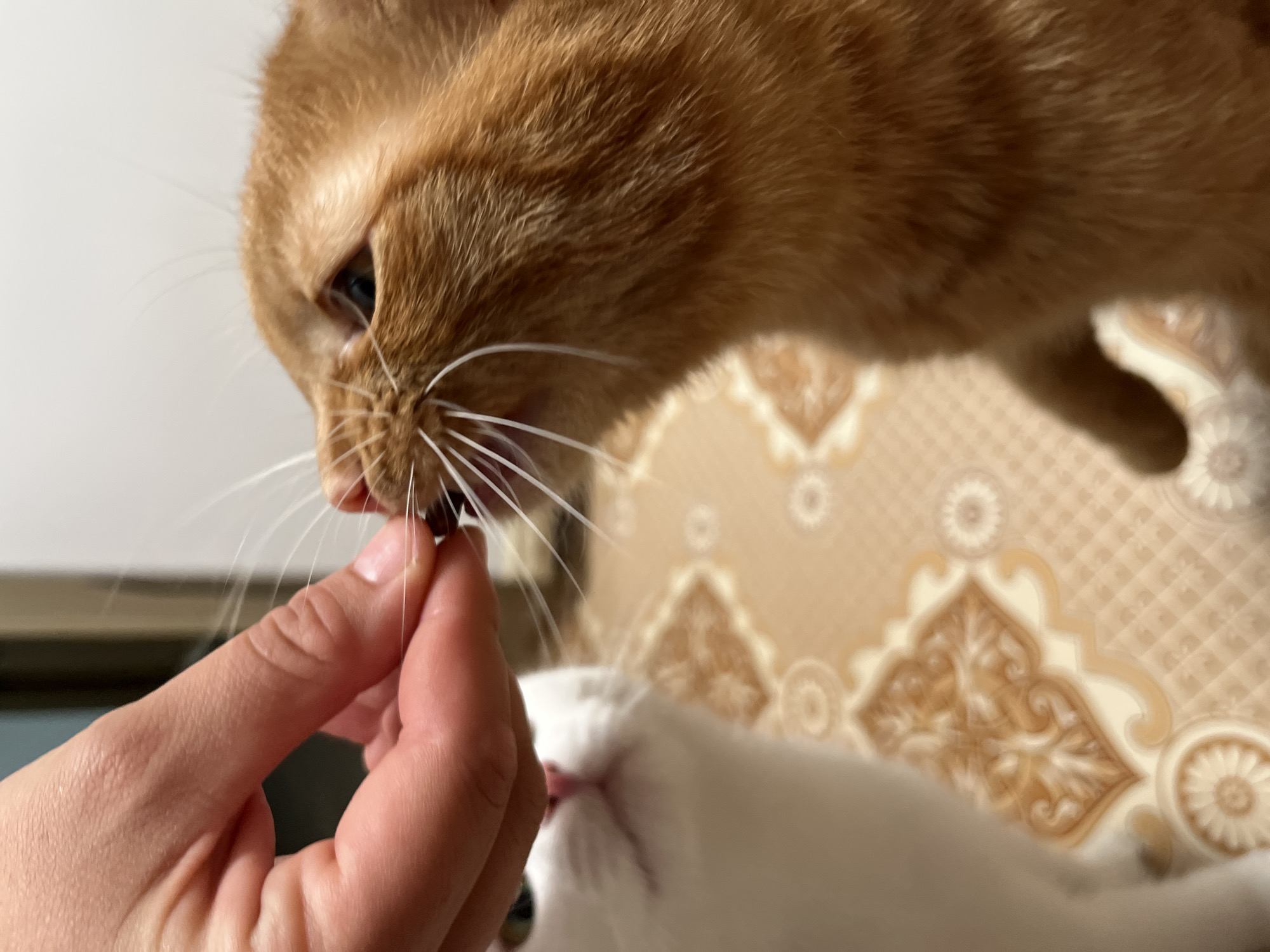 This is a close-up, horizontal, eye-level shot of two cats being fed by a human hand. The main subject is an orange tabby cat, whose head fills the top half of the frame. It is leaning forward, reaching for a treat held between the index finger and thumb of a person's hand, which is visible in the lower left quadrant of the image. The cat's mouth is slightly open, and its whiskers are prominent. A second cat, entirely white, is visible in the lower right, its head out of focus and its nose touching the orange cat's mouth. The background is out of focus and appears to be a wall with a patterned wallpaper in shades of beige and cream. There is no visible text. The lighting suggests an indoor setting, possibly during the daytime. The interaction appears affectionate, with the cats showing interest in the treat. The location context of Chaikovsky, Russia, does not provide specific visual cues within the image itself.