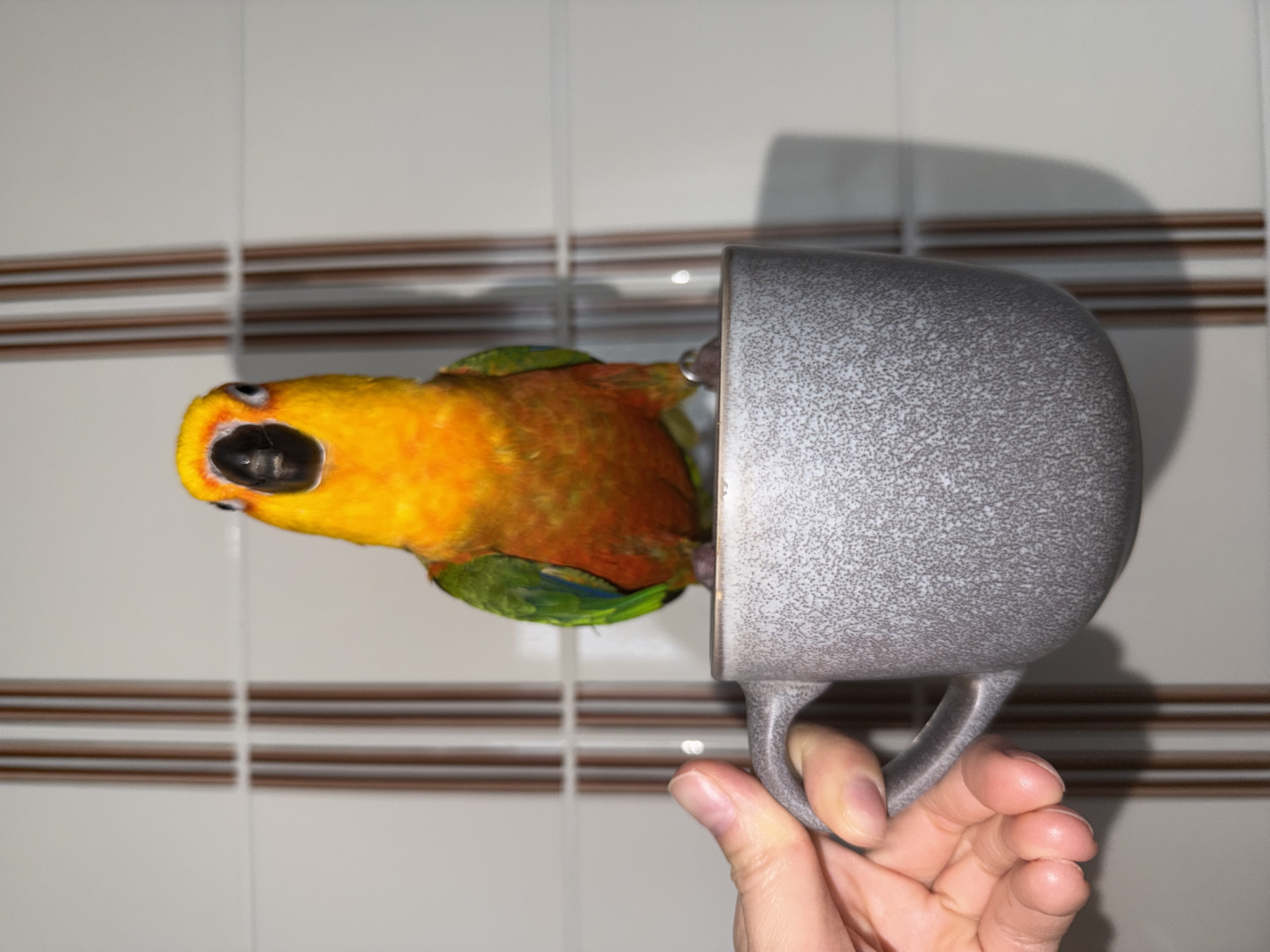 A vibrantly colored Sun Conure parrot is captured in a close-up, perched on or inside a grey, textured mug that is held by a human hand. The image is rotated 90 degrees clockwise from its likely original orientation, making the parrot appear to look upwards with an open beak.
The parrot's plumage features bright yellow on its head and chest, transitioning to orange and then green on its body and wings, with hints of blue. Its dark eye is clearly visible, and its beak is open, revealing a dark interior. The mug has a distinctive speckled grey finish, resembling stone or granite, and its handle is firmly grasped by a person's fingers.
The setting appears to be indoors, against a light-colored tiled wall. The tiles have two horizontal brown accent stripes, suggesting a kitchen or bathroom environment. Shadows from the mug and the parrot are cast on the wall, indicating an indoor light source. The overall impression is one of a playful or curious interaction between the bird and the mug.
There is no visible text in the image. The scene takes place indoors in Khimki, Russia, at an unspecified time of day, likely under artificial lighting.