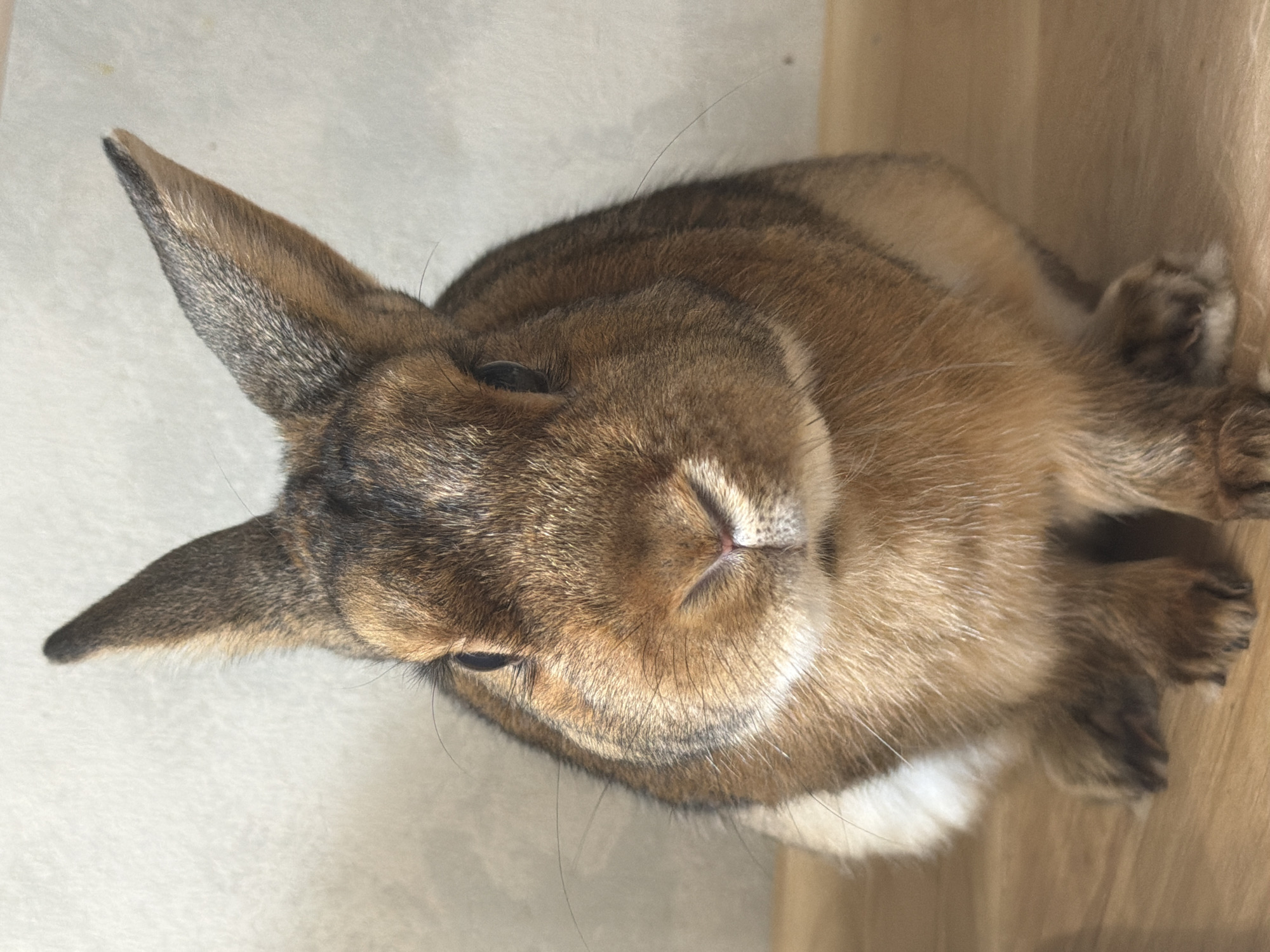 A close-up, eye-level, medium shot shows a brown and white rabbit sitting on a wooden floor in front of a textured, light-colored wall. The rabbit is facing forward, with its ears pointed upwards. Its fur is a mix of brown and tan, with white markings on its chest and legs. The rabbit's eyes are dark, and its nose is pink. The lighting is natural and comes from the front, casting soft shadows. The image does not contain any information that would suggest a location in Solikamsk, Russia.