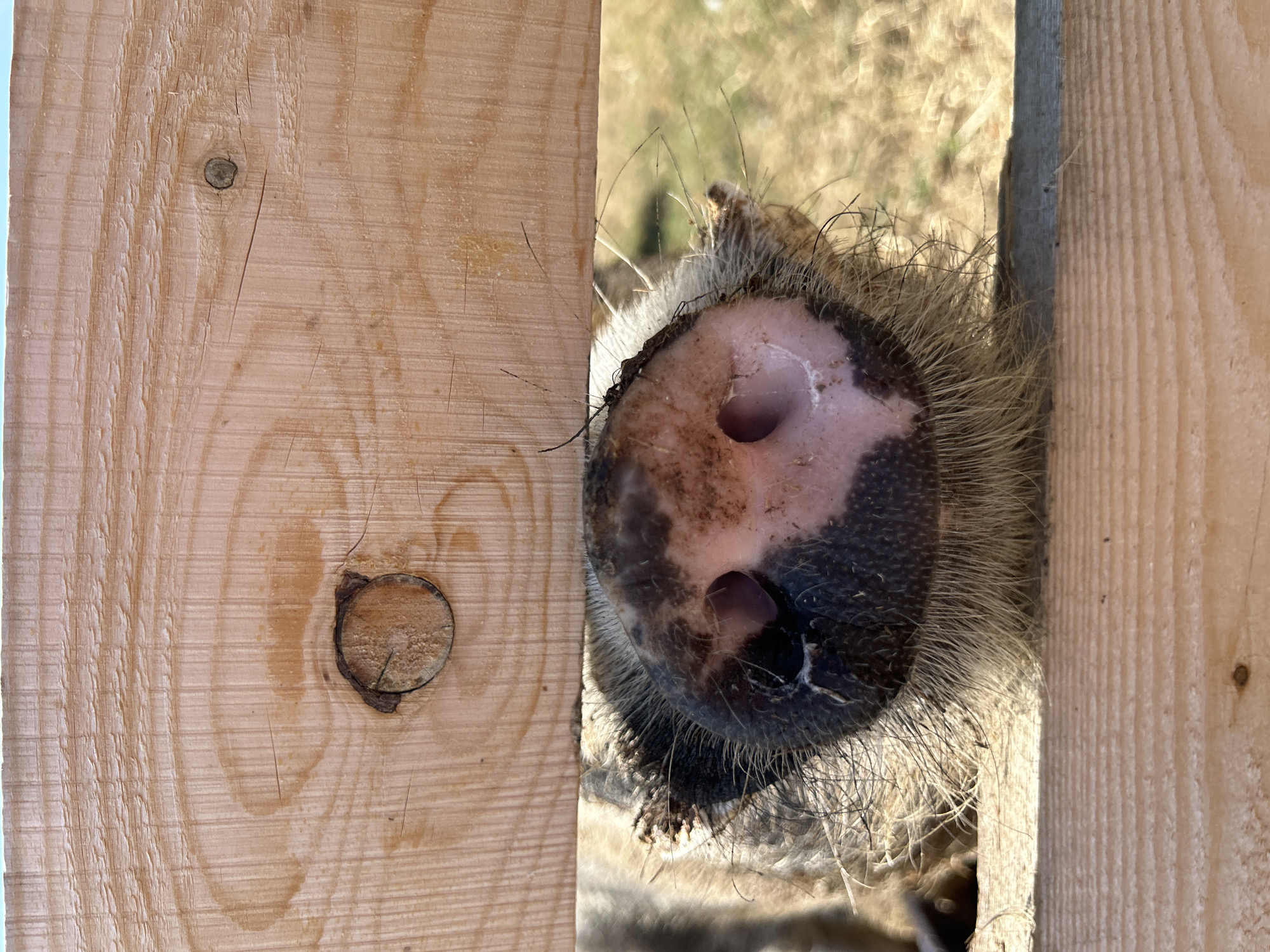 A close-up, eye-level shot shows the snout of a pig peeking through a gap in a wooden fence. The snout is dark with pinkish patches and coarse, light brown hair around it. The wooden fence has visible grain and a knot. The background is blurred, showing dry grass and a hint of blue sky. The image appears to be taken outdoors during the day.