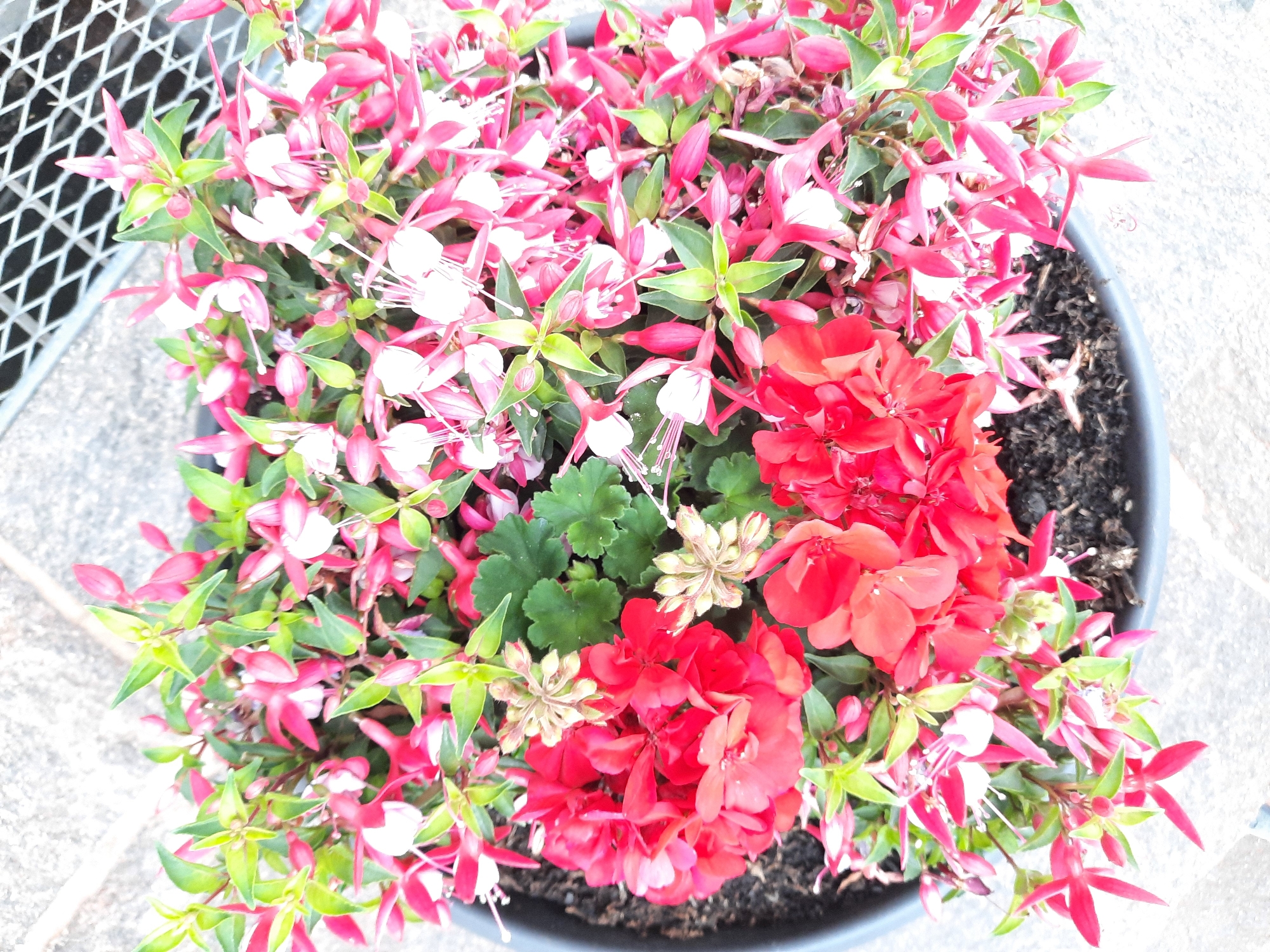 A high-angle, medium shot captures a potted plant brimming with a vibrant mix of red and pink flowers. The flowers are of two distinct types: clusters of bright red, multi-petaled blossoms and delicate, pendulous pink and white flowers with thin petals and prominent stamens. Lush green foliage intermingles with the blooms. The pot, dark gray and partially visible, sits on a textured, light-colored surface, possibly paving stones or concrete, suggesting an outdoor setting. In the background, a portion of a metal grate, likely part of a grate or railing, is visible, indicating an urban or semi-urban environment. The overall impression is of a healthy, flourishing plant. This image was taken in Rosenheim, Germany.