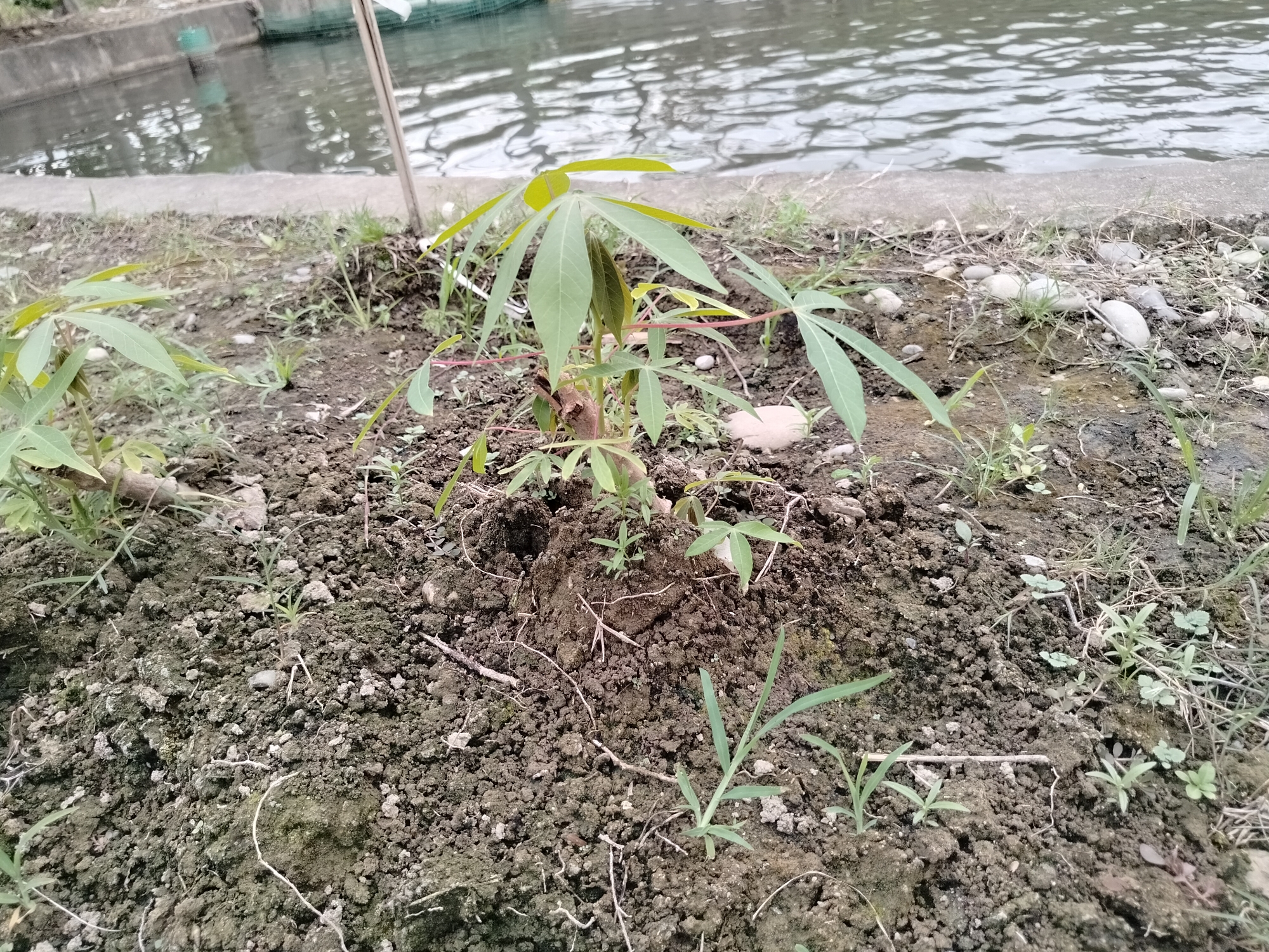 A young cassava plant grows in dark, loamy soil. The plant has several broad, green leaves with a reddish stem. It is supported by a thin wooden stake. The ground around the plant is covered with small rocks and sparse green grass. In the background, a body of water with ripples can be seen, bordered by a concrete edge. The water appears murky, with some green structures and netting visible in the distance. The scene is likely an outdoor area, possibly a garden or farm on the outskirts of Lembahalas, Indonesia, given the presence of cassava, a common crop in the region.