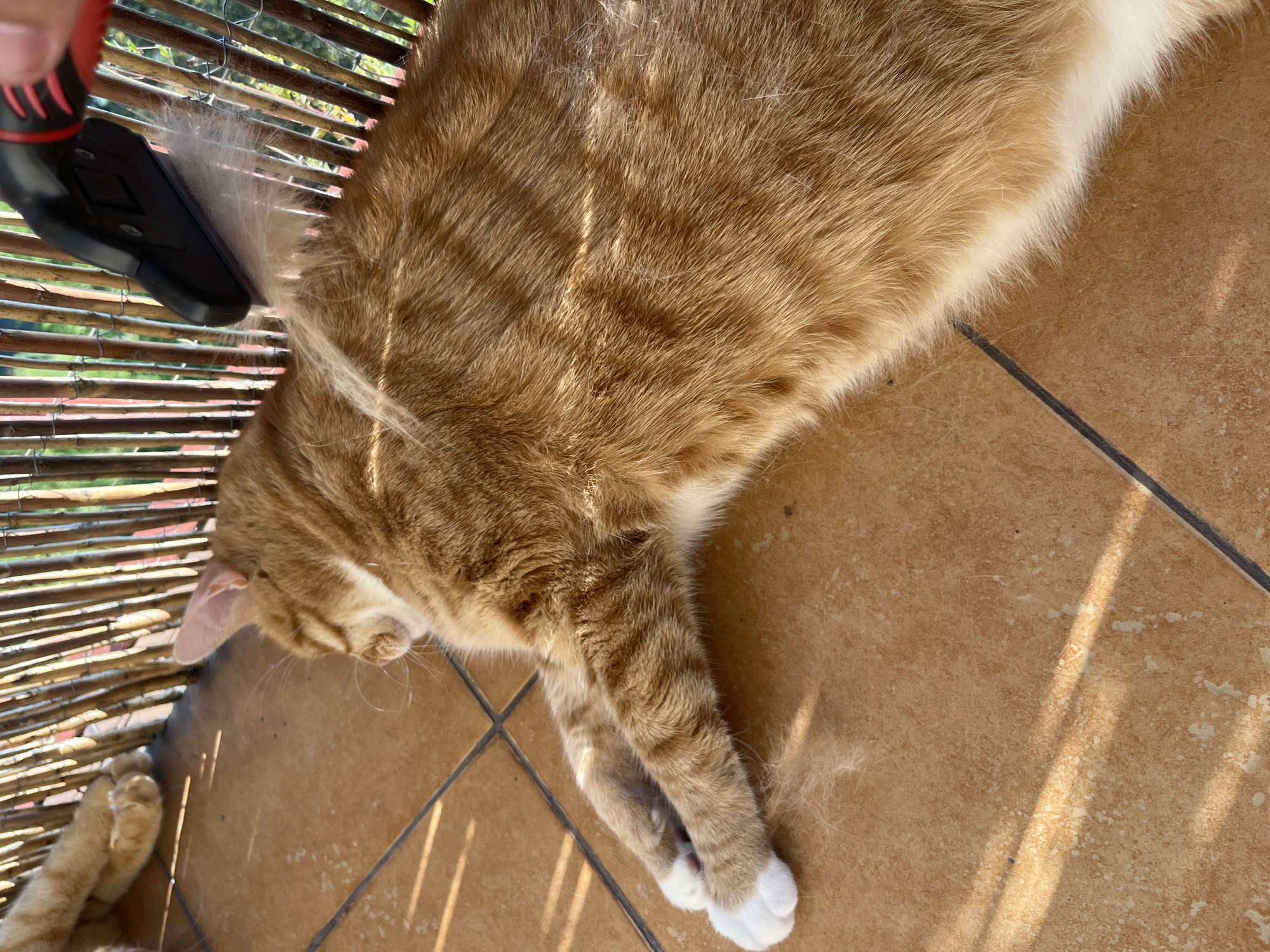 The media file shows an orange and white cat lying down on a tiled floor next to a bamboo screen. The cat is being groomed with a brush, and loose fur is visible on the floor and the brush. The sun is shining, casting shadows through the bamboo screen onto the cat and the floor, suggesting it is daytime. The setting appears to be outdoors, possibly a patio or balcony, given the tiles and bamboo screen. The cat's eyes are closed, indicating it is relaxed or possibly sleeping, and seems unbothered by the grooming. There is no visible text in the image. The location context is Zabrze, Poland.