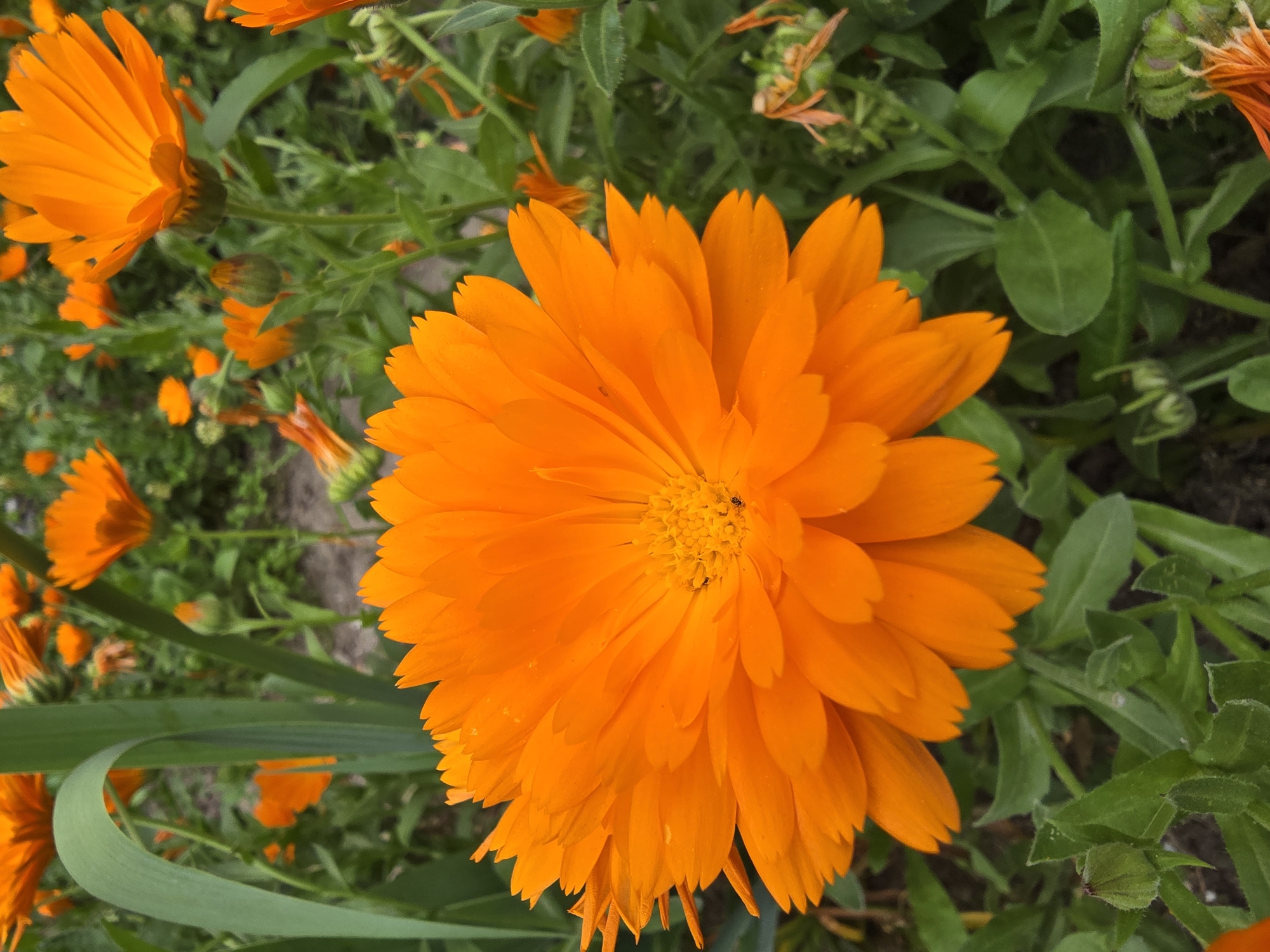 The image shows a close-up of a vibrant orange calendula flower in a garden setting. Numerous other calendula flowers, some in bloom and others as buds, are visible in the background along with green foliage. The ground is partially visible in the upper left corner. An insect is located on the central flower. The location is unknown.