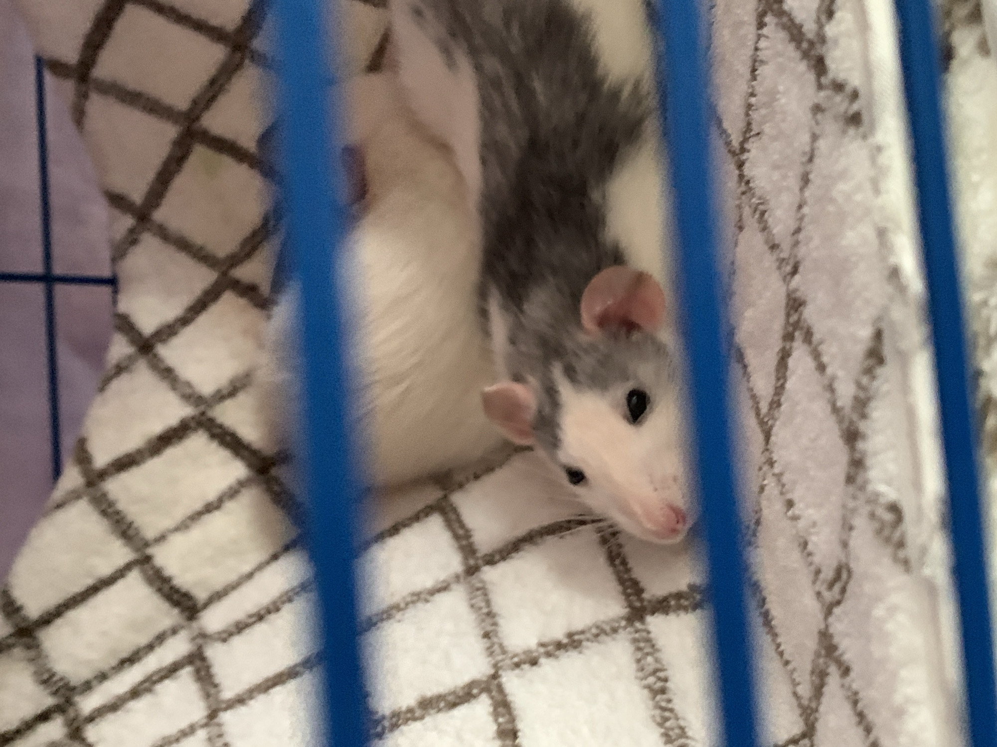 A rat with white and gray fur is positioned inside a blue wire cage. The rat is standing on a white and gray patterned blanket. The location is not discernible from the image.