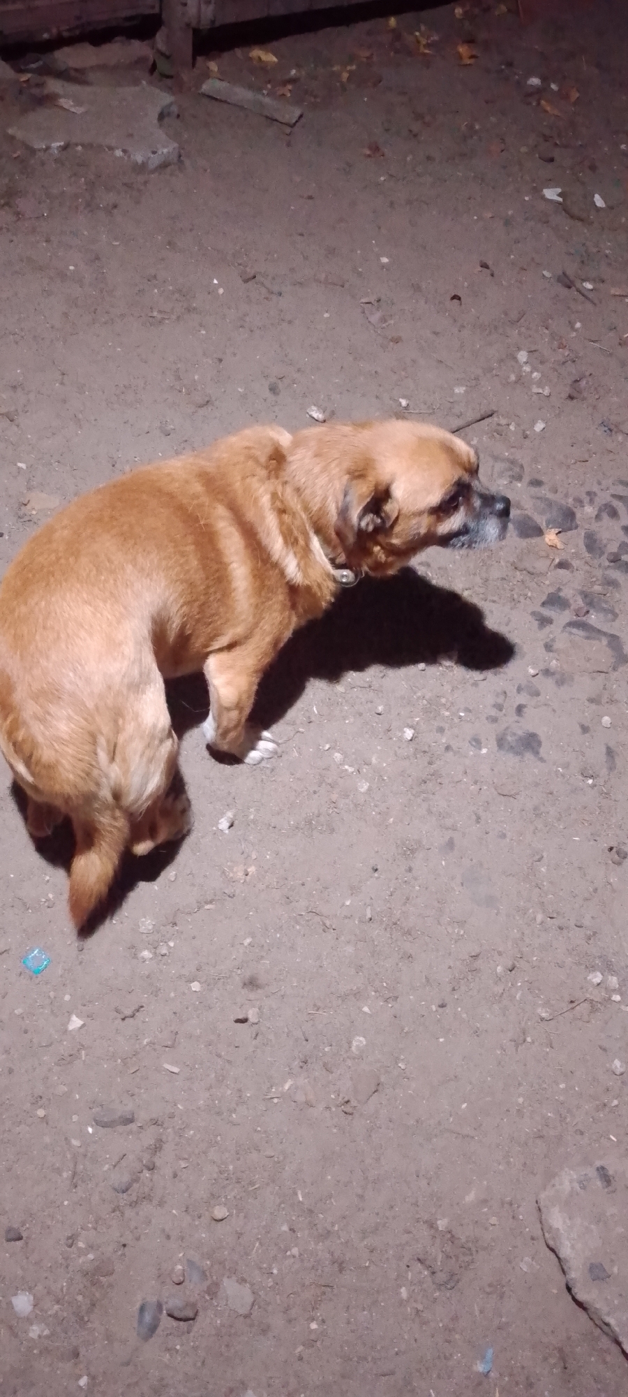 A medium-sized, light brown dog with a silver collar is standing on a dirt surface in what appears to be an outdoor area. The dog is facing to the right of the frame, with its head lowered and looking down. The ground is covered in dirt, small rocks, and some scattered debris. In the background, there is a dark, indistinct structure. The lighting suggests it is nighttime or a dimly lit area, casting a shadow of the dog onto the ground. The image does not contain enough context to determine its specific location within the city of Belgorod, Russia.