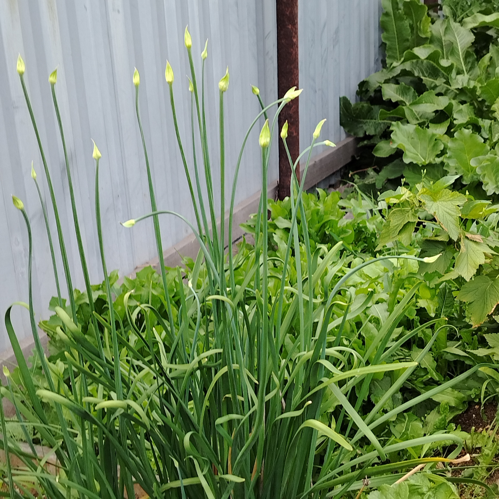 The image shows a close-up view of a cluster of green onion plants with developing flower buds. The plants are tall and slender, with long, strap-like leaves. The flower buds are a pale yellow-green color and are enclosed in papery bracts. In the background, a grey metal fence and some other green foliage are visible. The overall scene suggests a garden or a natural outdoor setting. The image was taken in Ekibastuz, Kazakhstan.
