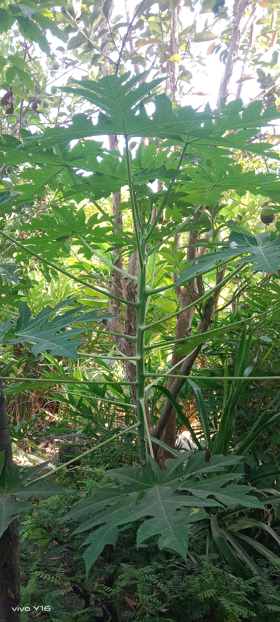 The image is a close-up, eye-level vertical shot of a papaya tree's trunk and foliage. The trunk is slender, green, and segmented, with numerous branches extending outwards. Large, palmate leaves of the papaya tree, characterized by deep lobes and serrated edges, dominate the foreground and mid-ground. The background consists of a dense, lush green environment with other trees and vegetation, some with lighter green leaves and others with darker tones. Sunlight filters through the canopy, creating bright spots and casting shadows. Several round, green fruits are visible hanging from branches in the upper mid-ground, to the left. A small, white flower is also present on a branch in the right mid-ground. The overall scene suggests an outdoor, natural setting, likely a garden or a natural wooded area, typical of tropical regions like Semambung, Indonesia, where such vegetation thrives. The lower left corner of the image displays "vivo Y16" text, indicating the device used for capturing the photograph.