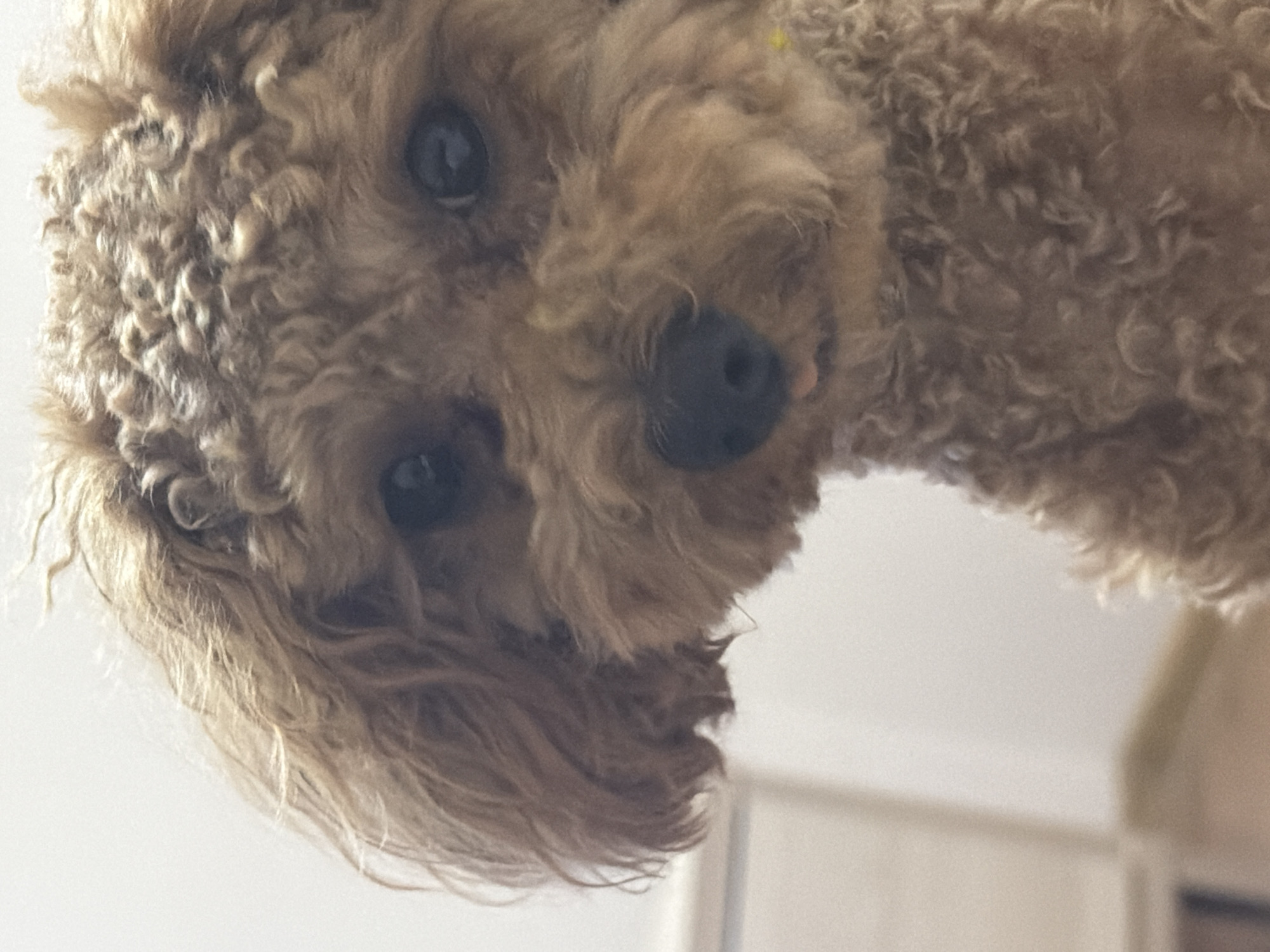 The image shows a close-up of a toy poodle with brown, curly fur. The dog's face is the main subject, with its dark eyes and nose clearly visible. A small portion of its pink tongue is sticking out. The background is softly blurred, suggesting an indoor setting. No specific location in Kyiv, Ukraine, is discernible from the image.