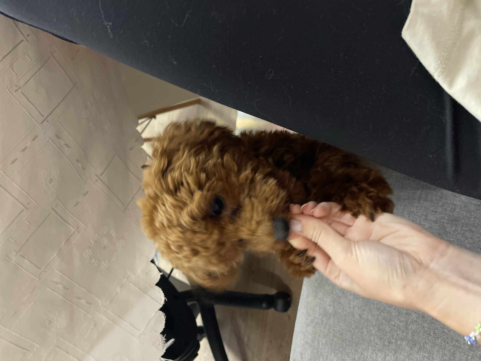 The image depicts a close-up view of a small, fluffy, brown dog, likely a poodle mix, reaching its paws towards a person's hand. The dog's head is the primary focus, with its dark eyes and wet nose visible. The person's hand is extended, holding what appears to be a small treat or food item for the dog. The background is blurred, showing a white patterned tablecloth partially obscuring a dark chair and some flooring. To the right, a dark fabric, possibly clothing, is visible. The scene suggests an indoor setting, possibly a home environment. There is no identifiable information about the specific location within Sofia, Bulgaria, or any other contextual details that would place it in a city.