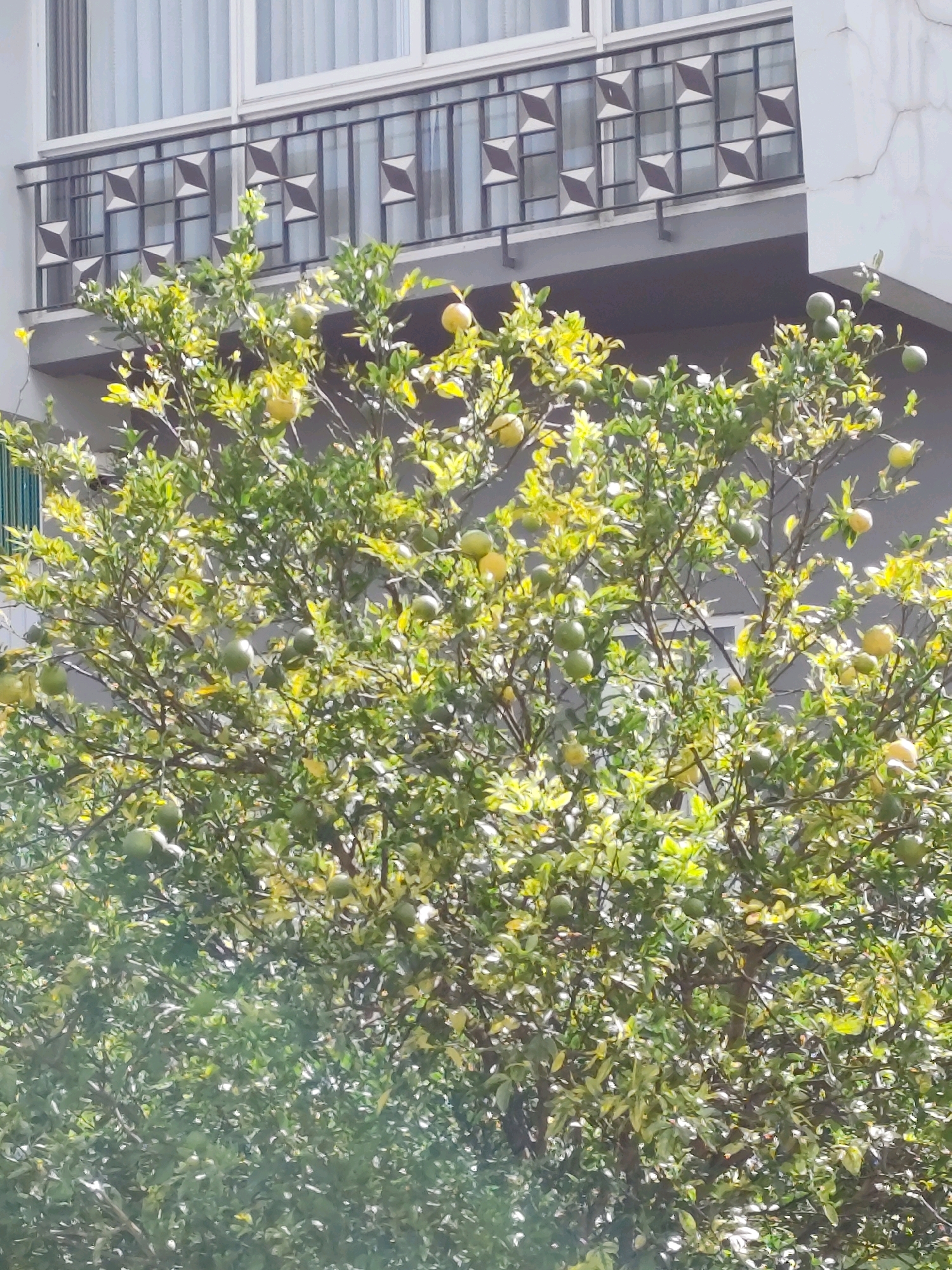A medium shot captures a fruit-bearing tree with abundant green leaves and numerous fruits, likely oranges or tangerines, scattered throughout its branches. Some fruits are a lighter green or yellowish hue, indicating varying stages of ripeness. The tree is positioned in front of a multi-story building. Above the tree, a balcony with a decorative metal railing is visible. The railing features a repeating pattern of square shapes, some appearing as raised diamond forms. Behind the railing, a window with white curtains is partially visible. The building's exterior wall is light-colored, with visible cracks in some areas. The lighting suggests it is daytime, with sunlight casting shadows and highlighting the foliage and fruits. This scene could be found in Da Lat, Vietnam, a city known for its cool climate and lush vegetation, which supports fruit cultivation, and its architecture often incorporates balconies and decorative elements.