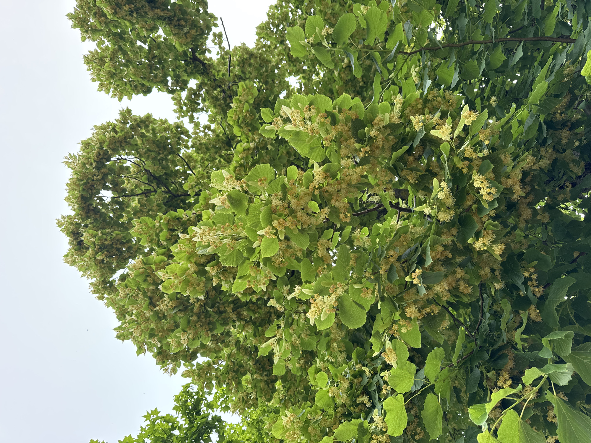 The image shows a close-up view of the dense foliage and flowers of a Linden tree, taken from below, looking upwards towards the sky. The leaves are a vibrant green, and many clusters of small, pale yellow flowers are visible amongst them. The flowers have a delicate, somewhat fluffy appearance. The background is a hazy, overcast sky. The angle of the shot suggests the viewer is standing directly beneath the tree. The scene is devoid of human presence or any discernible man-made structures. The image appears to have been taken in a natural outdoor setting, possibly a park or a street lined with trees, in the city of Cherven, Belarus, given the context provided.