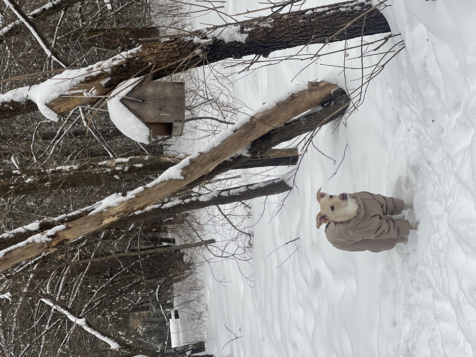 A tan-colored dog wearing a beige coat stands in the snowy ground. The dog is looking upward. Behind it are snow-covered branches and a wooden birdhouse on a tree. The background is a snowy forest.