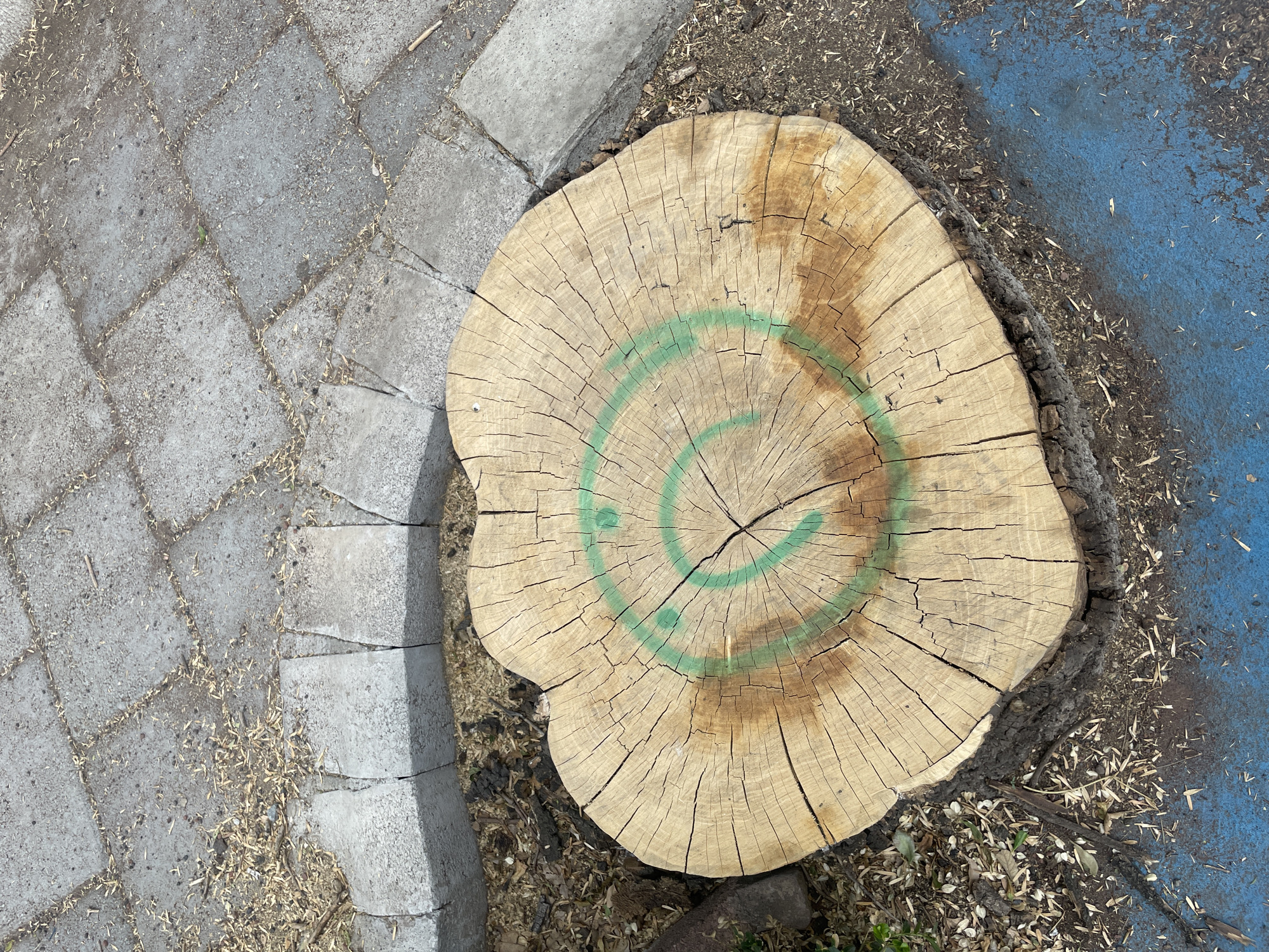 This is an overhead shot of a tree stump adjacent to a paved area and a blue painted surface. The tree stump is circular with visible growth rings, and a green circle is painted on its surface. The paved area consists of grey blocks laid in a diamond pattern. A grey curb separates the paved area from the tree stump. The blue painted surface has a scattering of debris on it. The location is likely Mexico City, Mexico based on visual cues like the style of paving and the overall environment. No people are visible.