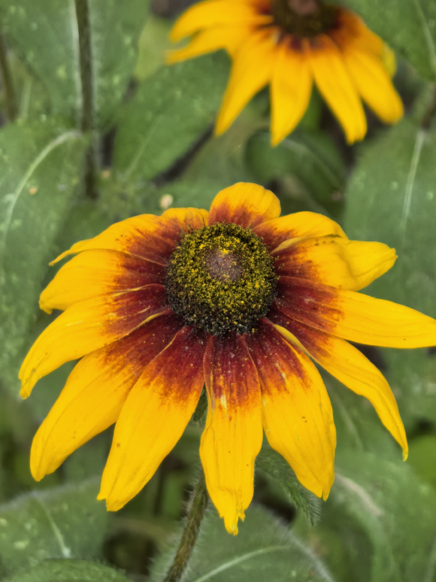 The image shows a close-up of two black-eyed Susan flowers with yellow petals and dark brown centers. The flowers are in focus, with a blurred background of green leaves. The lighting is natural, suggesting an outdoor setting. There is no indication of the city of Sterlitamak, Russia, or any specific location within it. The scene is static and depicts botanical subjects in a natural arrangement.