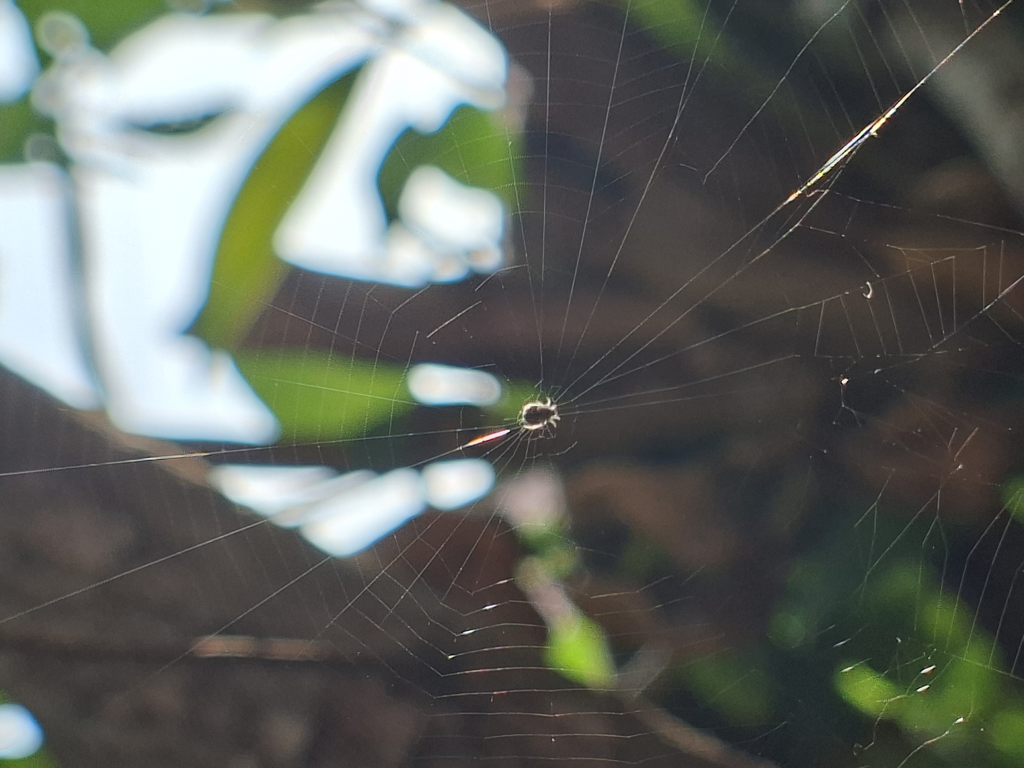 A detailed close-up photograph captures a small, dark spider positioned at the hub of its intricate orb web. The delicate, nearly transparent threads of the spiderweb are sharply in focus, prominently displaying both radial lines and concentric spirals. Several strands of the web, especially one extending from the spider's left, brilliantly catch the sunlight, showing iridescent, rainbow-like reflections.
The spider itself is small, appearing mostly dark-bodied with subtle lighter markings, suggesting it is resting or waiting. The background is heavily blurred, creating a strong bokeh effect that isolates the spider and its web. This soft, out-of-focus backdrop consists primarily of vibrant green foliage interspersed with darker, indistinct masses of brown and black, likely indicating shadows or other natural elements. Bright, hazy white shapes appear in the upper and middle-left portions of the background, possibly representing intensely lit leaves or reflections.
The scene depicts a peaceful moment in nature, likely outdoors during daylight hours, with clear, bright weather illuminating the web. The location context for this natural setting is Lhokseumawe, Indonesia. No specific activity beyond the spider resting on its web is visible, and there is no visible text in the image.