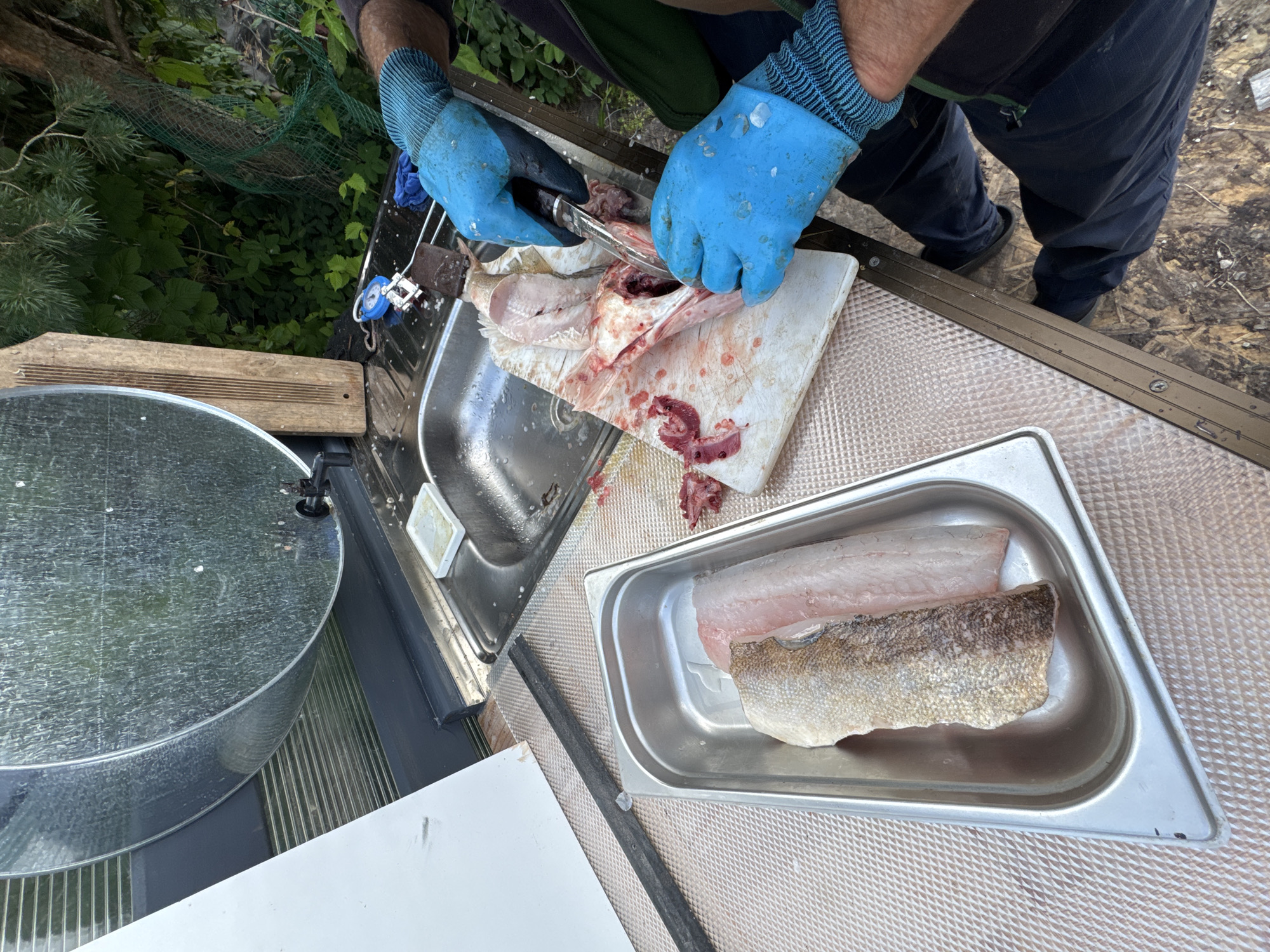 In an outdoor setting, likely near a body of water, a person wearing blue gloves is filleting a fish on a white cutting board. The fish appears to be partially processed, with some parts removed and blood visible on the board. To the left, a metal pan holds two fish fillets, one with skin on. The scene includes a stainless steel sink, a wooden board, and a large galvanized tank, possibly for water storage. Vegetation and trees are visible in the background, suggesting a natural or semi-rural environment. The image quality is good, with clear details of the subjects and their surroundings. No specific landmarks or identifying features that would pinpoint the location in Sitno, Russia, are present in the image.