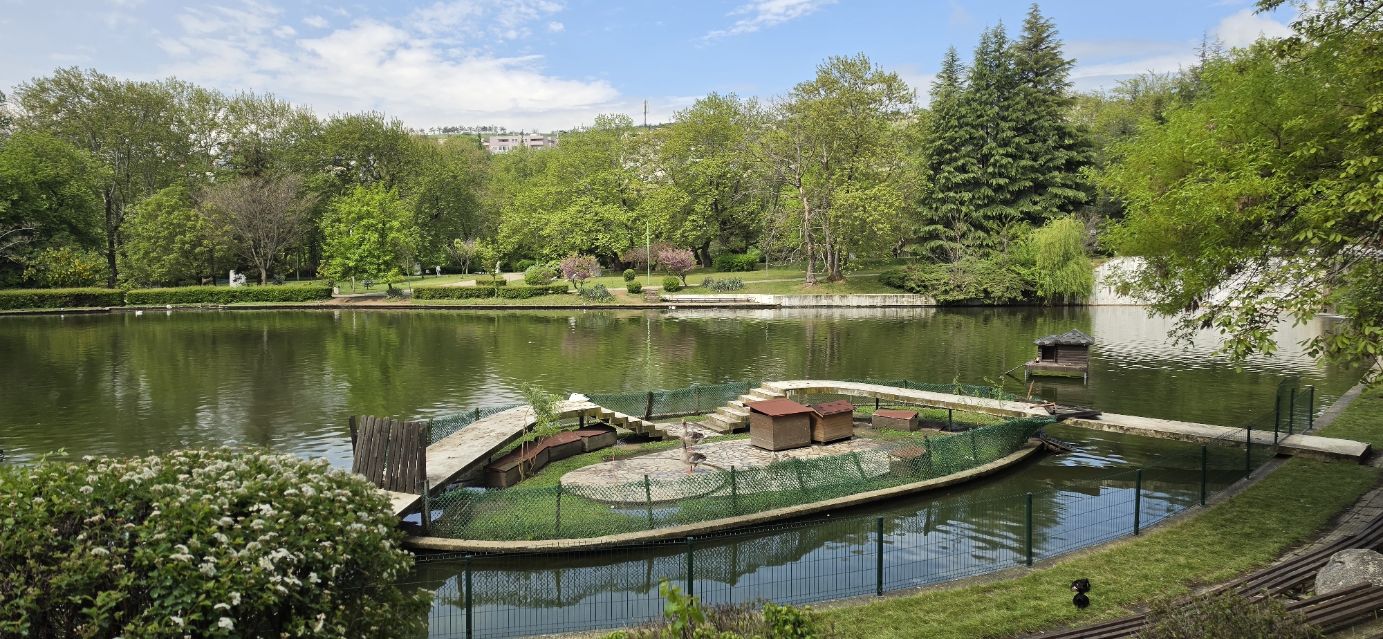 A wide, eye-level shot captures a serene and verdant park scene, centered around a tranquil pond under a bright, partly cloudy sky. The water in the pond is a deep green, reflecting the surrounding trees and the sky above.
In the midground of the pond, a distinctive artificial island for water birds is visible. This island is enclosed by a green metal mesh fence and features several small, brown wooden shelters (likely duck houses or bird roosts), concrete ramps, and flat areas. Two grey geese are clearly visible standing on this island. To the right, further out in the pond, a small, floating wooden birdhouse with a dark roof is anchored. The immediate foreground is defined by a low, green metal fence and lush green grass, with a flowering bush featuring small white blossoms on the left.
The pond is enveloped by a rich tapestry of greenery, including a variety of trees and manicured bushes, indicative of spring or early summer. Tall evergreen conifers stand prominently on the right, while dense deciduous trees with vibrant green foliage line the far bank and the background. On the distant bank, glimpses of paved pathways and park benches can be seen, with a few indistinct figures of people walking. On a hill beyond the tree line, several modern residential buildings are visible under the blue sky with scattered white clouds.
The image depicts a peaceful, well-maintained park environment, likely a public space for recreation and wildlife observation. The bright, natural lighting suggests it is daytime, possibly late morning or early afternoon, under pleasant weather conditions. No visible text is present in the image. This park is located in Sandanski, Bulgaria.