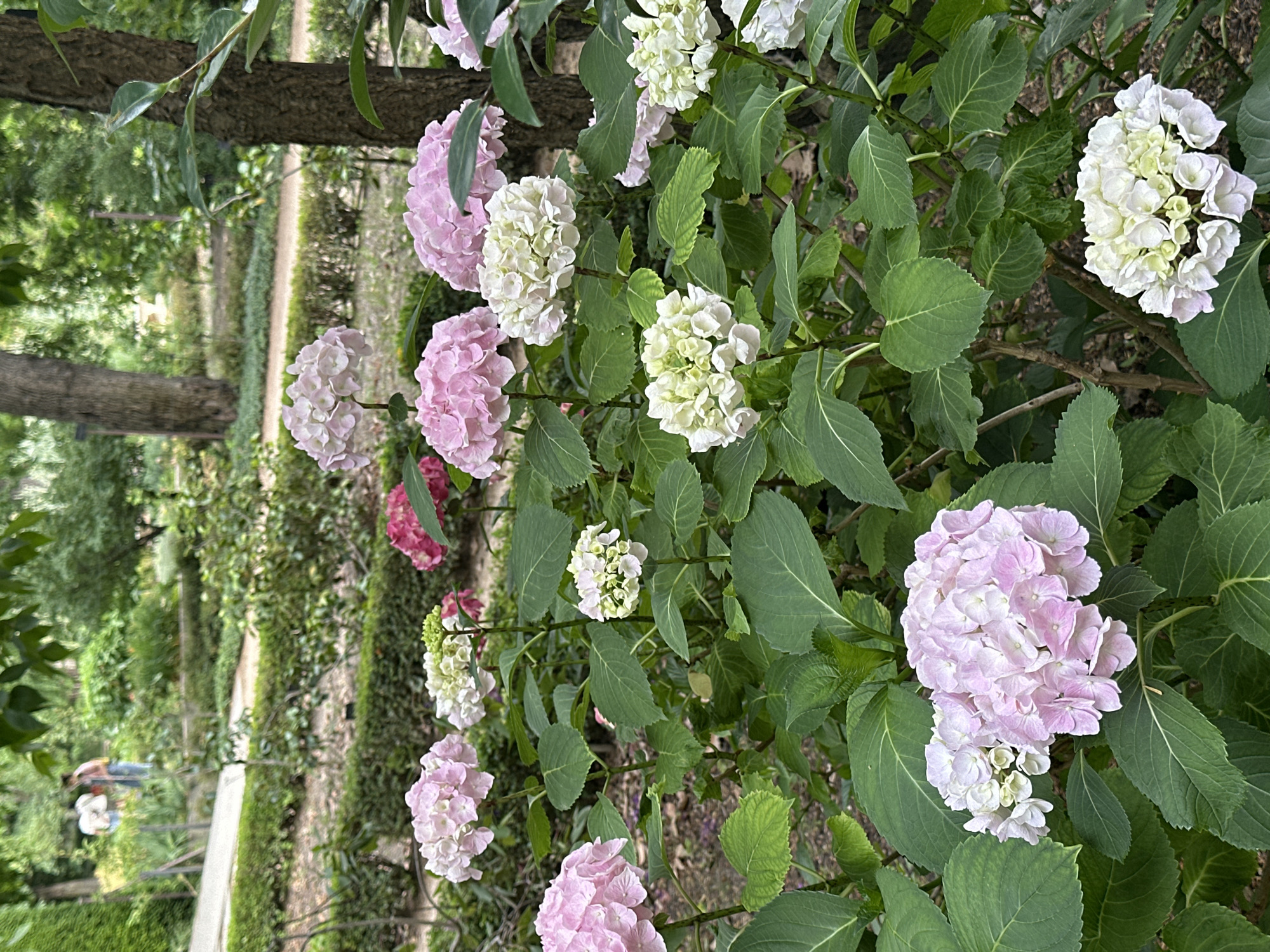 The image shows a row of pink and white hydrangea bushes in a garden setting. In the background, a tree trunk is visible, and a walkway leads into the distance, lined with trimmed hedges and trees. A blurry image of what appears to be two people can be seen on the path. Based on the vegetation and landscaping, the image is very likely to be taken at the El Retiro Park in Madrid, Spain.