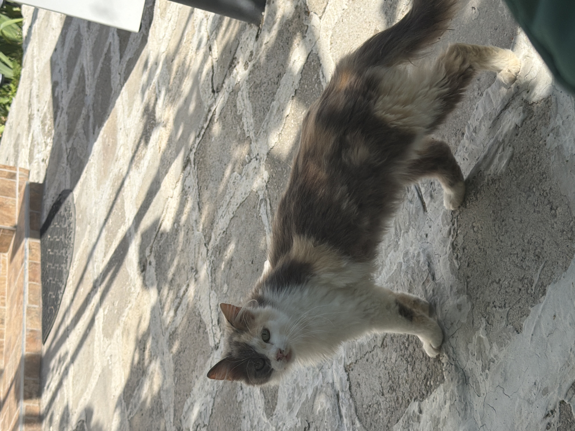 A calico cat with long, unkempt fur stands on a stone-paved surface outdoors. The cat's fur is a mix of white, grey, and tan patches. It has one dark grey ear and one lighter grey ear, and its face is mostly white with a prominent dark grey patch over its left eye. The cat is looking towards the camera with its mouth slightly open. The stone pavement is uneven and shows signs of wear and tear, with some areas appearing lighter and others darker due to shadows cast by unseen objects. In the background, a step with brickwork is visible, along with a dark doormat. Green foliage can be seen to the right of the frame, and a dark vertical object, possibly a table leg, is also present. The lighting suggests it is daytime, with strong shadows indicating sunlight. The location is identified as Rusokastro, Bulgaria.
