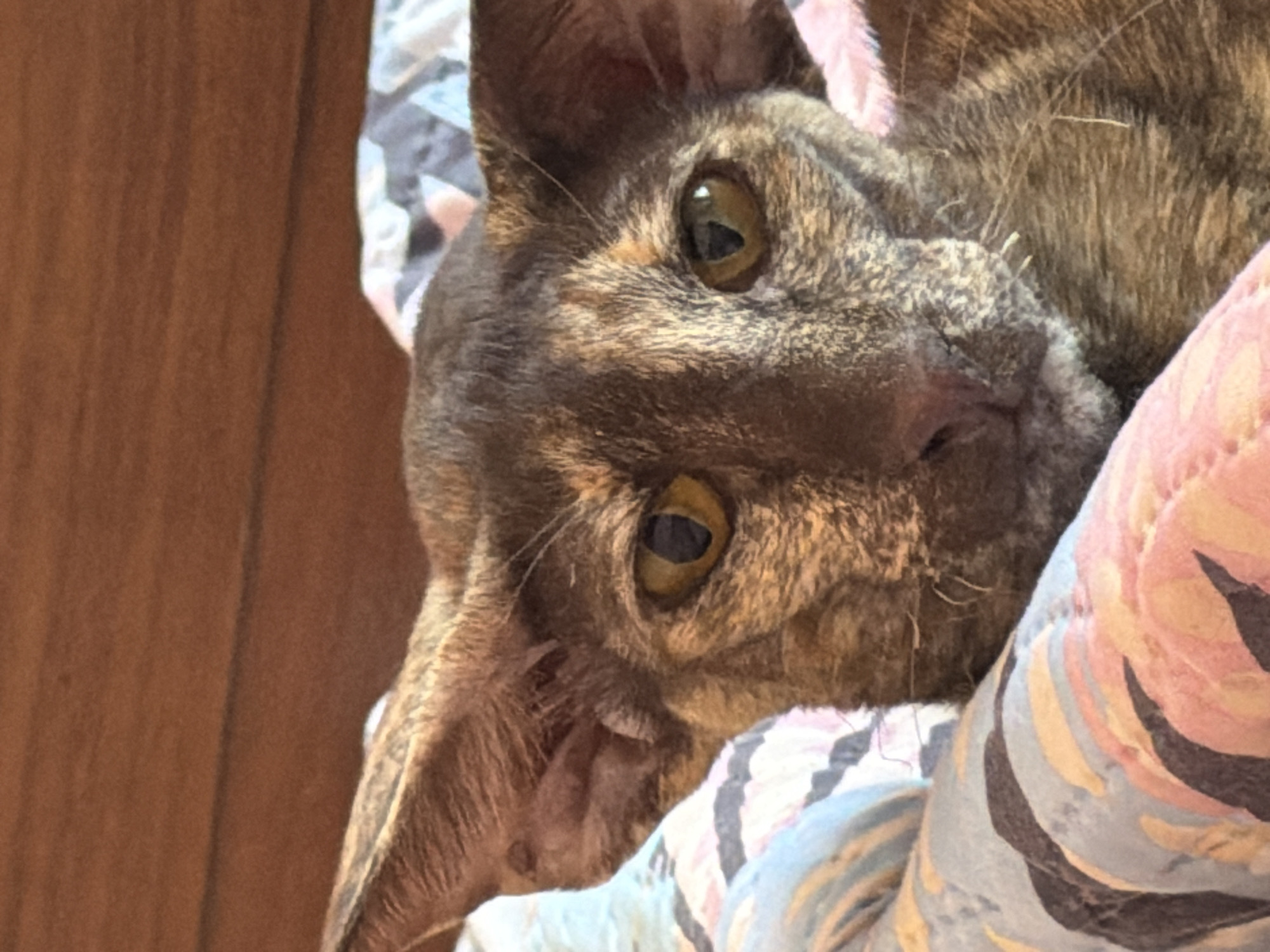A close-up, slightly Dutch-angled photograph captures the face of a short-haired cat. The cat has a tortoiseshell or calico coat, featuring a mosaic of dark brown, reddish-brown, and lighter tan fur patches. Its prominent, round eyes are a striking amber or yellow-green color, with narrow, vertical pupils that reflect bright ambient light, indicating daytime. The cat's ears are erect and pointed, and its nose is a soft pinkish-brown. It is looking directly towards the viewer with an attentive and possibly curious expression.
The cat is nestled amongst soft, patterned fabric, likely a blanket or cushion, which displays abstract designs in shades of pink, light blue, beige, and dark brown. To the left of the cat's head, a warm, solid brown surface, possibly a wooden floor or piece of furniture, fills the background. The natural lighting suggests an indoor setting during the day. There are no specific visual cues in the image to confirm the location as Chaikovsky, Russia, and no visible text. The overall impression is one of a calm and intimate moment with a pet.