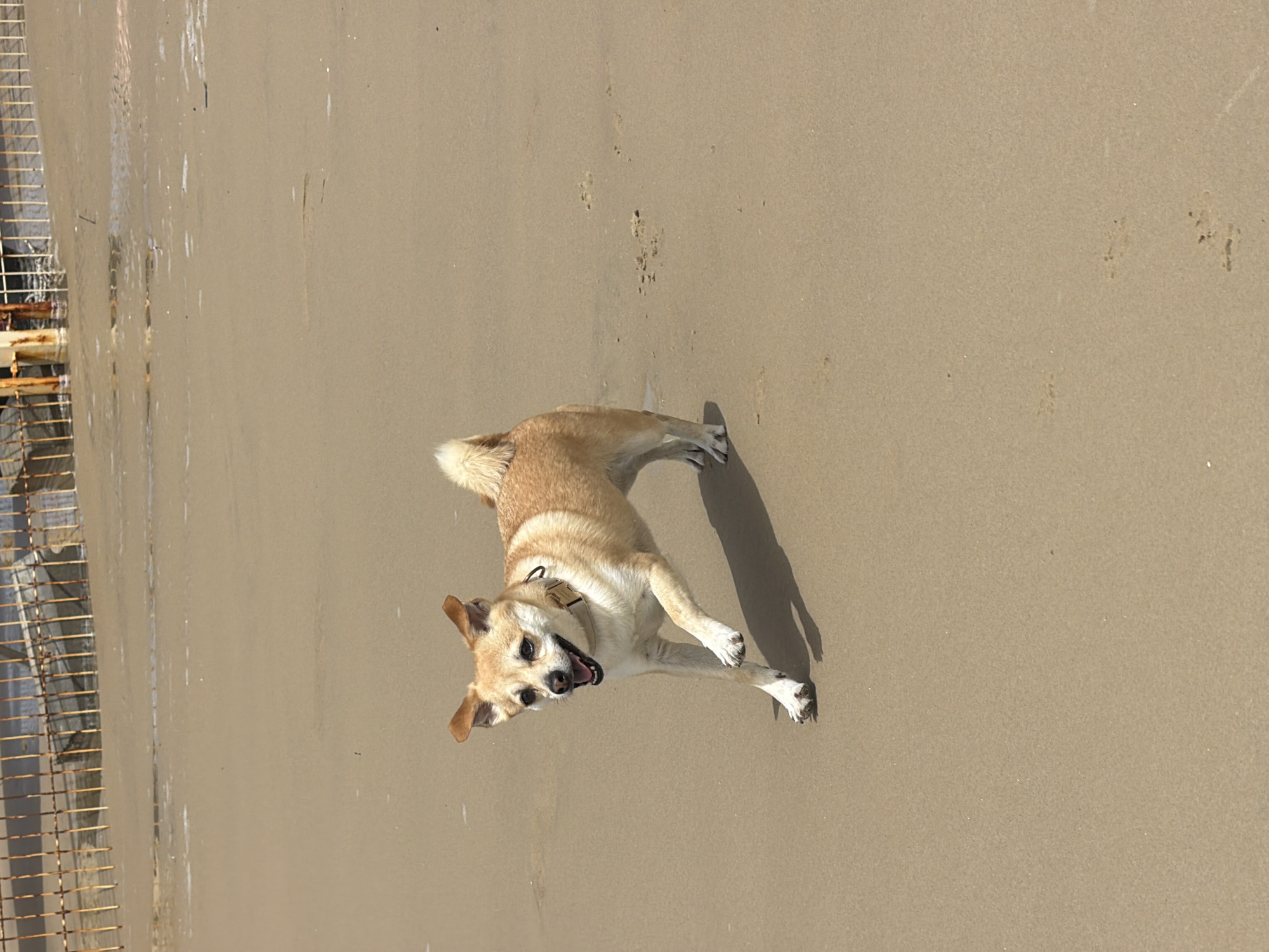 The image shows a medium-sized, light-brown dog with a collar lying on a sandy beach. The dog appears to be facing the camera, its mouth slightly open as if panting or smiling. To the left of the frame is a rusty metal structure, possibly a fence or part of a building. The sand is a uniform tan color with a few scattered paw prints. The photo was taken at a beach in Tel Aviv, Israel.