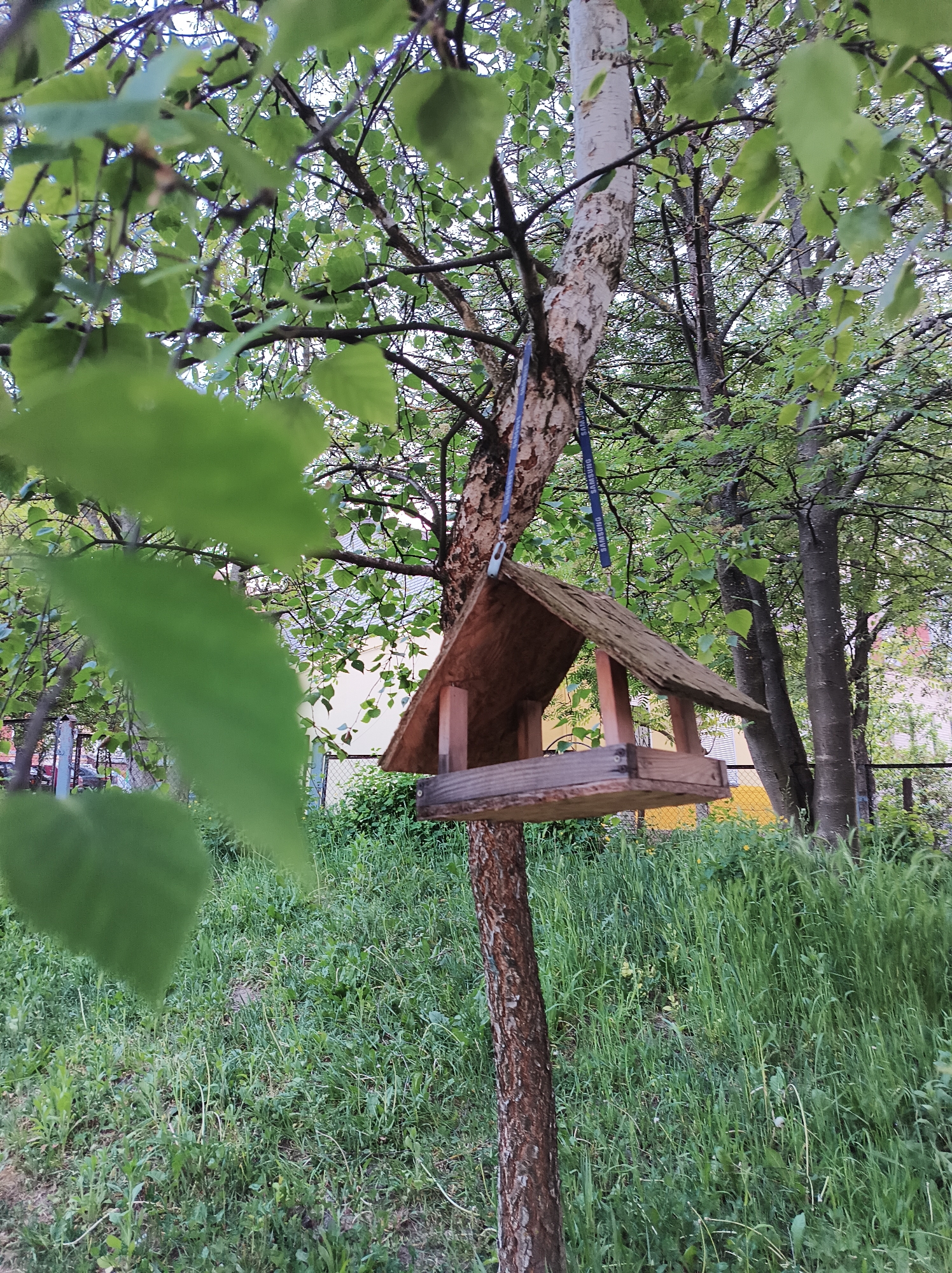 A wooden bird feeder hangs from a tree using a blue "SAMSUNG" branded lanyard in a green, grassy outdoor setting. The tree has smooth, white bark at the top which transitions into a textured, dark brown bark closer to the ground. Lush green leaves of the tree and other surrounding foliage fill the upper portion of the frame. In the background, there are other trees and a partially visible yellow building or structure. The image is taken outdoors, seemingly in a park or garden. The specific location as Ternopil, Ukraine is not discernible from the visual content.