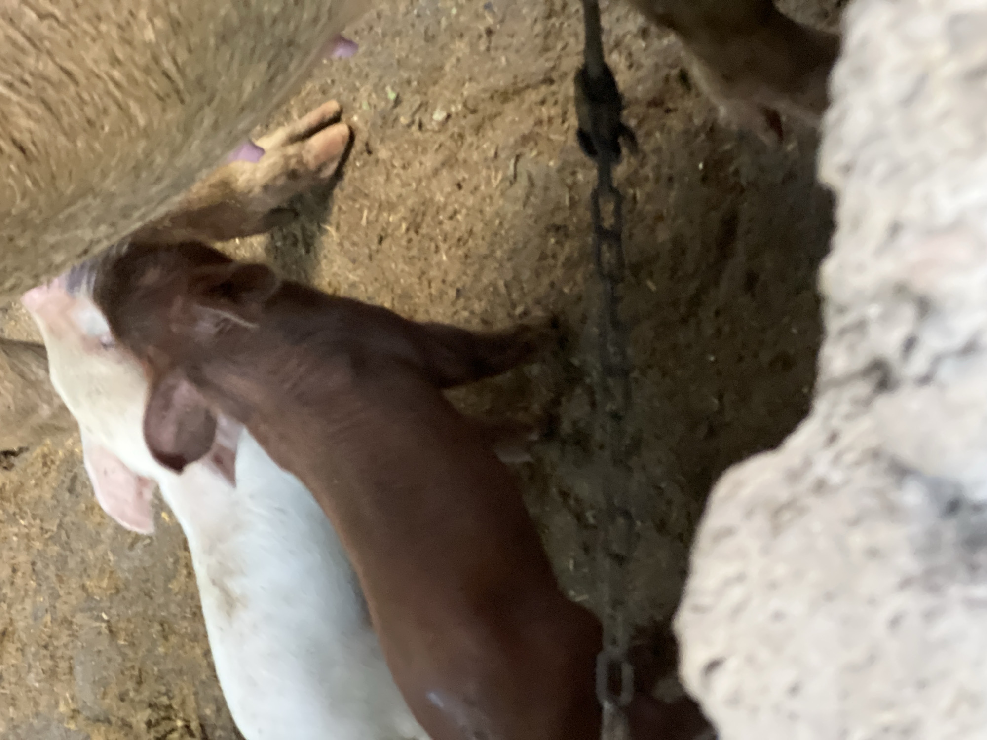 The image shows several young pigs, known as piglets, in an outdoor enclosure with a dirt and straw floor. Two piglets are visible in the foreground: one is brown and the other is white. A larger pig, presumably the mother, is partially visible to the right, with its hind leg and udder area shown. The piglets appear to be feeding from the mother. The scene suggests a farm or agricultural setting. The presence of straw bedding indicates an attempt to keep the animals comfortable and clean. The lighting is natural, suggesting it was taken during the day. No specific location in Abang, Indonesia, can be determined from the image alone.
