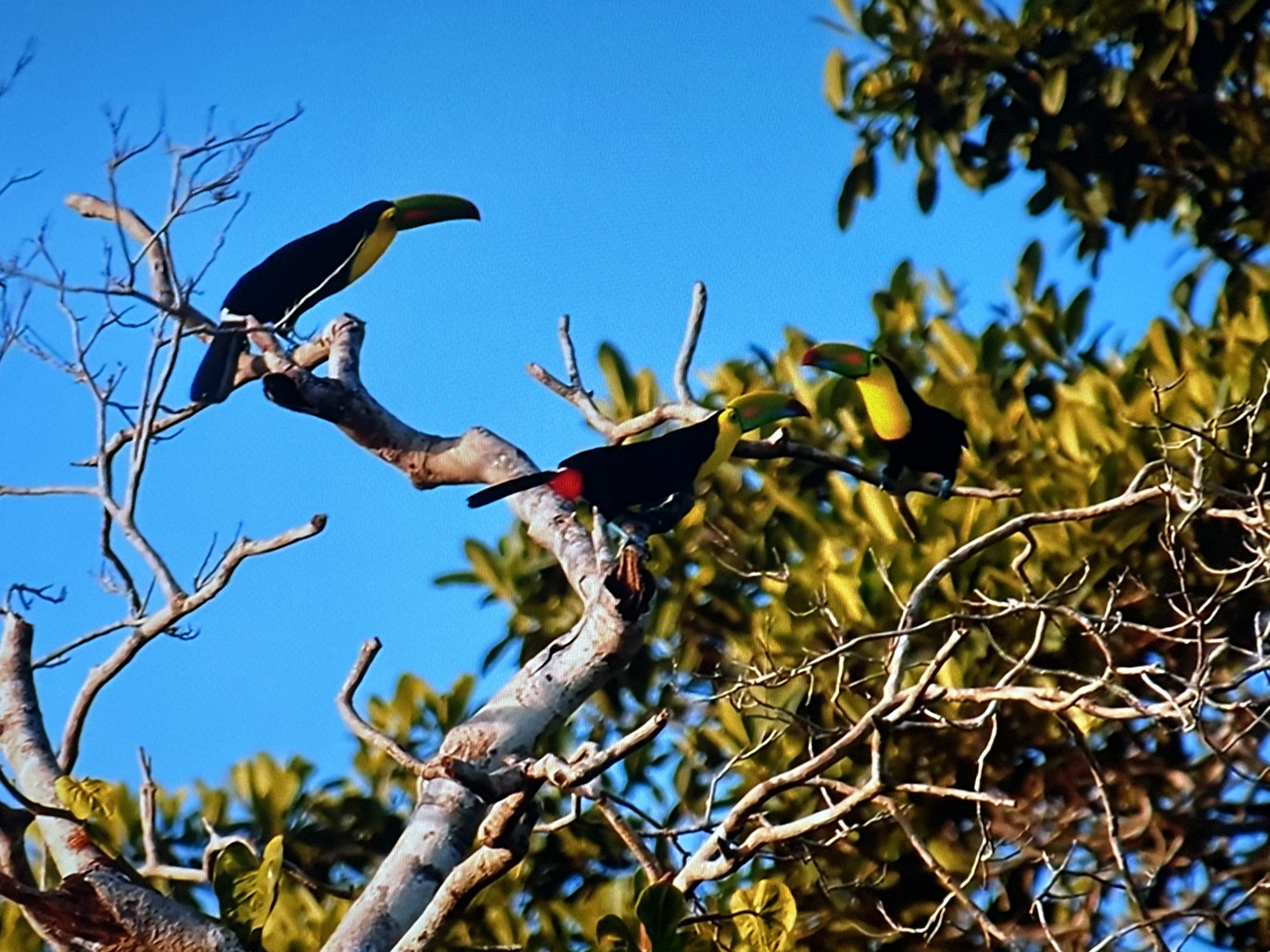 The image depicts a natural scene with three toucans perched on tree branches against a clear blue sky. The toucans are medium-sized birds with distinctive colorful beaks and black bodies. Two of the toucans are positioned on the left side of the image, with one facing to the right and the other slightly behind it. The third toucan is located on the right side of the image, facing to the left. The branches are bare, suggesting a deciduous tree or a season with less foliage. Lush green leaves are visible in the background, particularly on the right side, indicating a forested or tropical environment. The lighting suggests it is daytime, with sunlight illuminating the scene. No people, text, or specific Almaty, Kazakhstan landmarks are identifiable. The overall mood is tranquil and natural, showcasing the birds in their habitat.