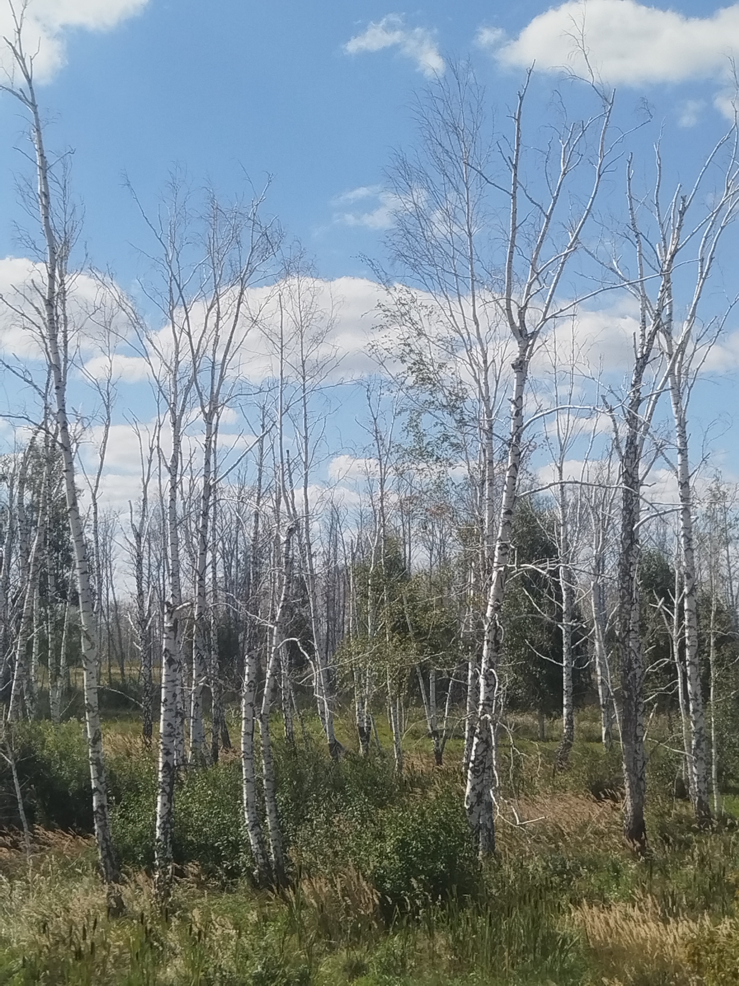 This is a photograph of a forest on a sunny day. The forest is composed primarily of birch trees, which are characterized by their white bark with black markings. The trees are tall and slender, with many bare branches reaching up towards the sky. Some of the trees have sparse green foliage, while others are completely bare. The ground is covered with a dense layer of tall, dry grass and some green bushes. In the background, more trees are visible, creating a sense of depth. The sky is a vibrant blue with scattered white clouds. The overall impression is one of a natural, somewhat wild landscape. The location is described as 2798 Km, Russia, suggesting a remote or undeveloped area. There are no people or animals visible in the image.