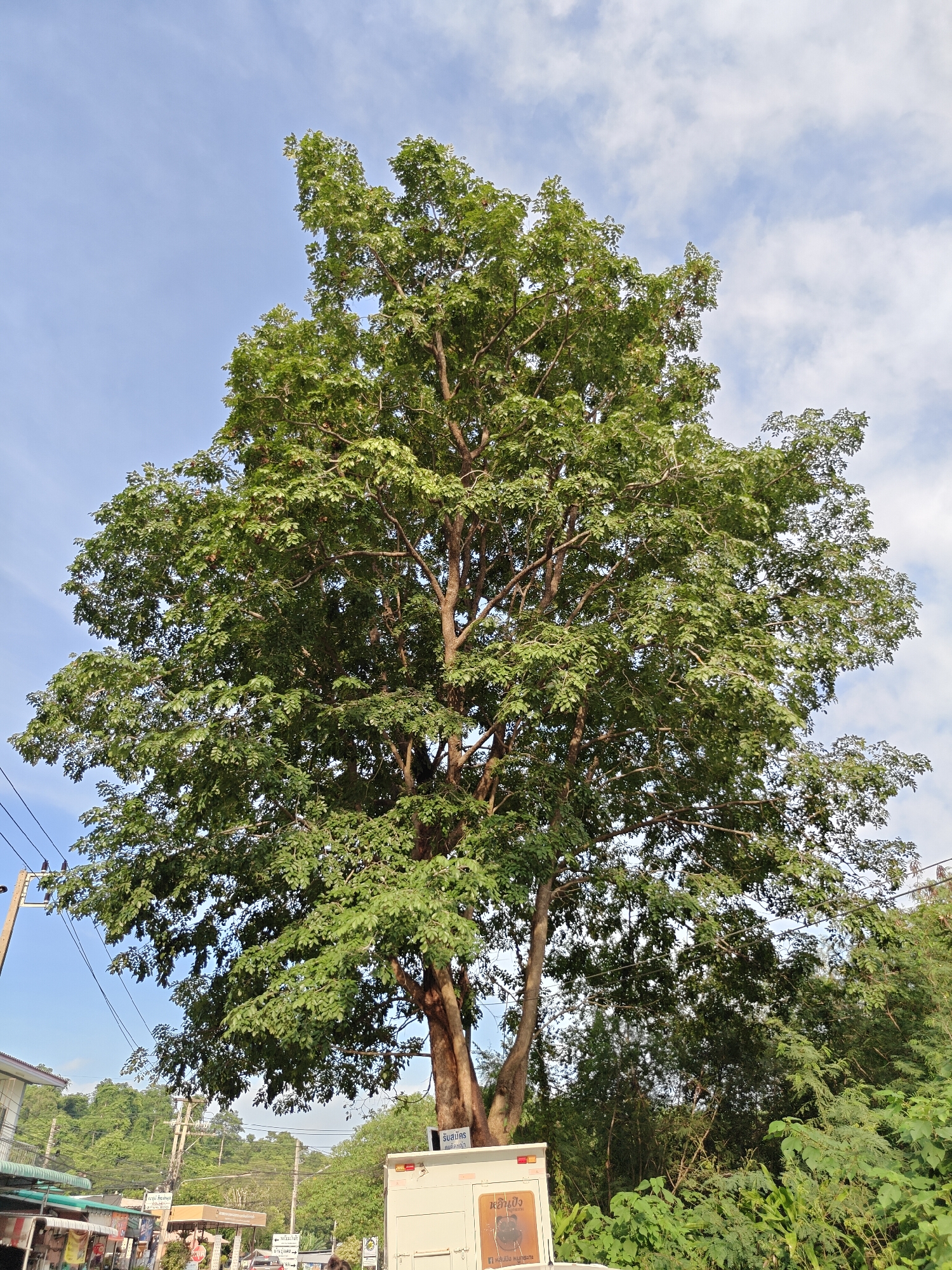 A large, mature tree with lush green foliage dominates the frame against a bright, partly cloudy sky. The tree's trunk appears to be composed of multiple interwoven trunks. In the foreground, a white rectangular structure, possibly a kiosk or storage unit, is partially visible, displaying Thai text and an image of what appears to be a bear and possibly a logo. To the left of the tree, utility poles with wires and some buildings with awnings are visible, suggesting an urban or semi-urban environment. The background consists of dense green vegetation and a hillside covered in trees. The scene is captured from a low-angle perspective, looking upwards towards the tree canopy. The location is identified as Tambon Mu Si, Thailand.