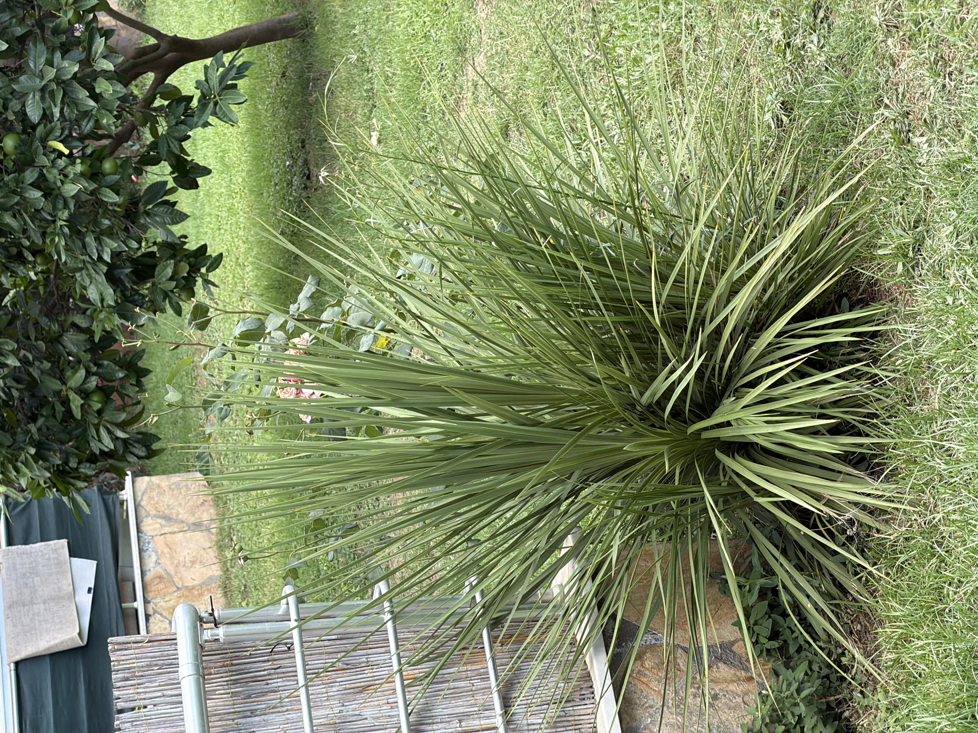 A green, spiky plant is in the foreground of the image, with its sharp leaves fanning out. Behind it, a stone wall is visible, with a bamboo fence to the left and a green tarp or shade cloth with a towel hanging on it overhead. To the right of the plant, a citrus tree with green fruits is partially visible, its branches laden with leaves. The ground is covered in green grass, with some patchy areas. The scene appears to be an outdoor garden or yard.