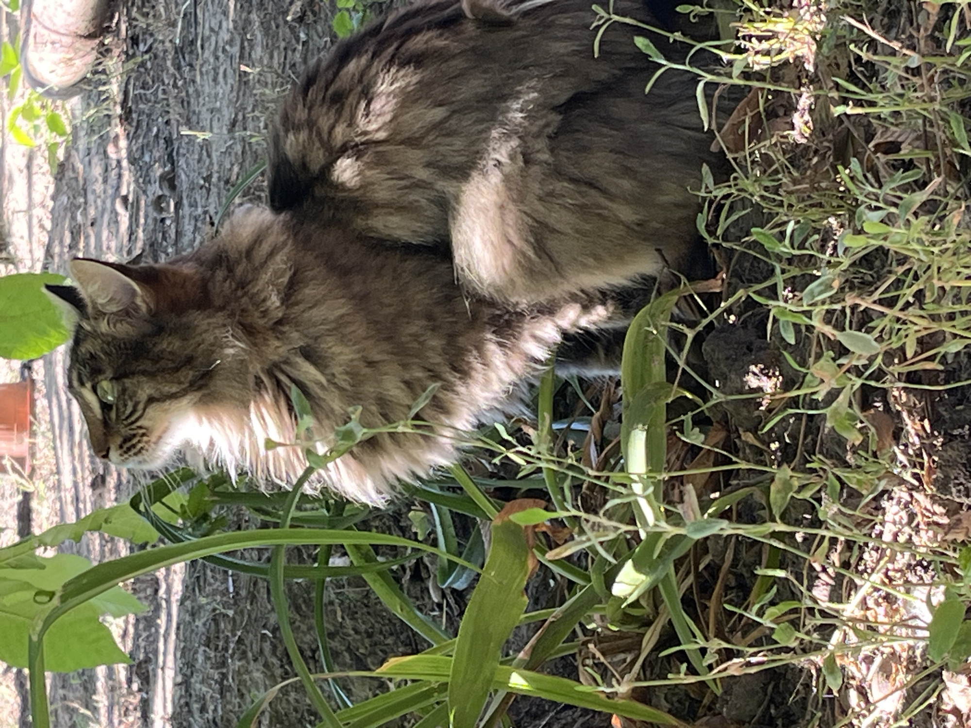 A fluffy, brown tabby cat is pictured in an outdoor, sun-dappled setting. The cat is positioned on the ground, surrounded by lush green foliage and dry leaves, with a textured tree trunk visible in the background. The cat's fur is long and appears soft, with distinct stripes and lighter patches around its face and chest. Its head is turned to the left, and its eyes are partially closed, giving it a relaxed or sleepy appearance. The lighting suggests it is daytime, with sunlight filtering through the leaves, creating bright highlights on the cat's fur and casting shadows on the ground. The overall atmosphere is peaceful and natural, possibly a garden or wooded area. No text is visible in the image.